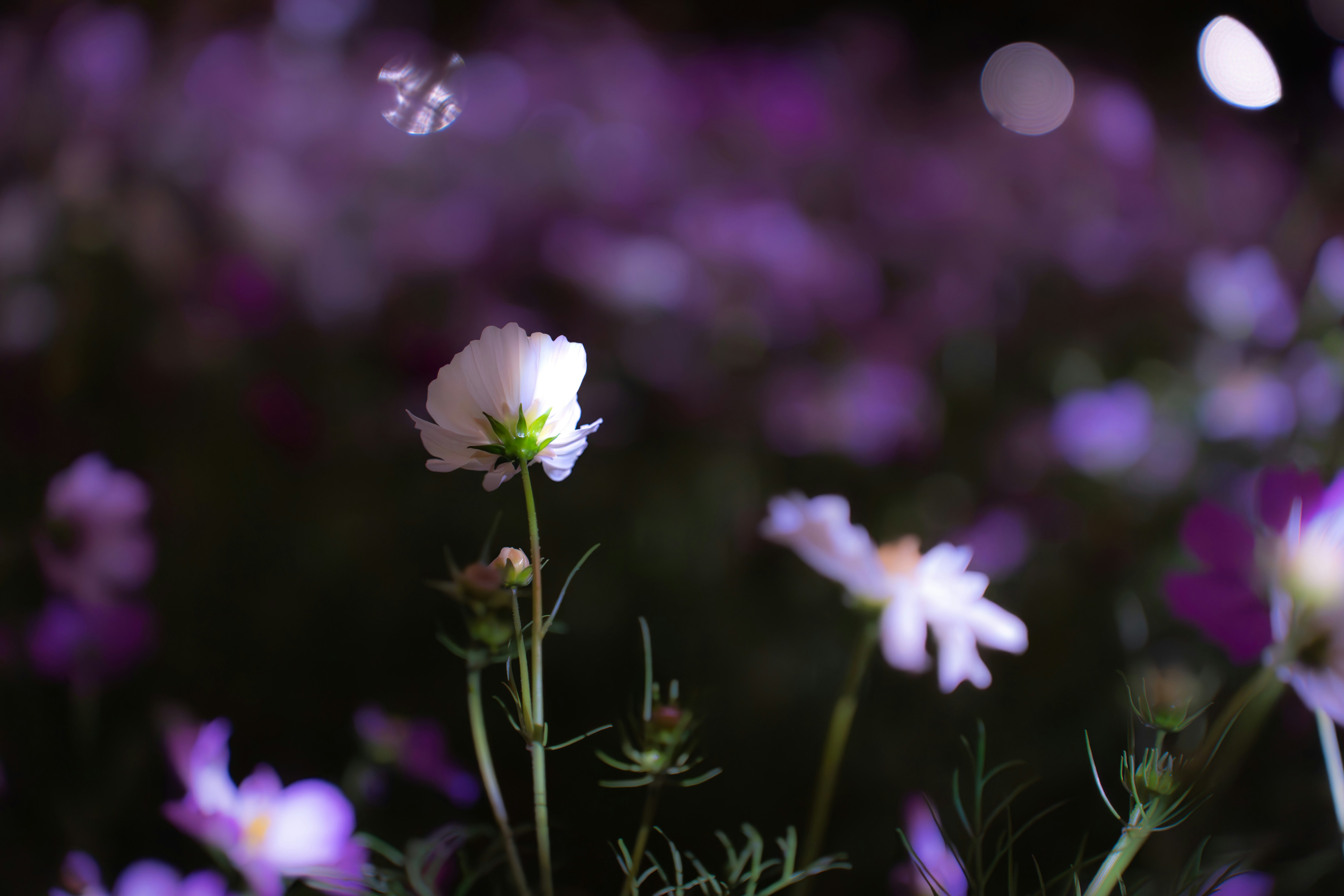 Photo by jivangarcha