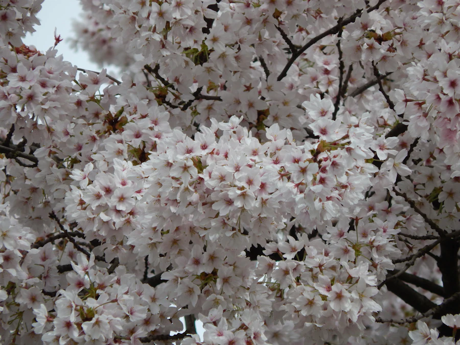 武陵農場櫻花隧道