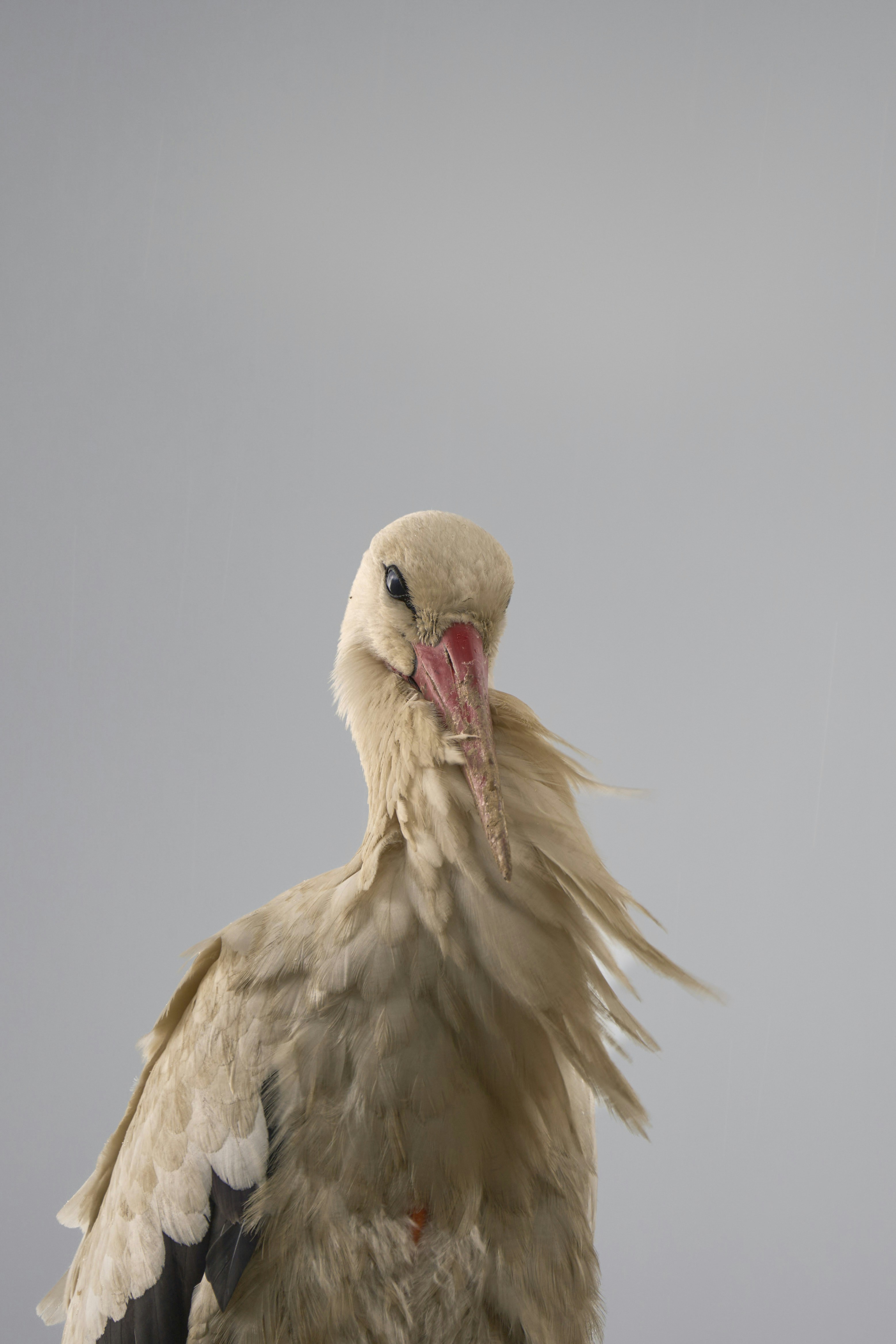 Photo by wolfgang_hasselmann