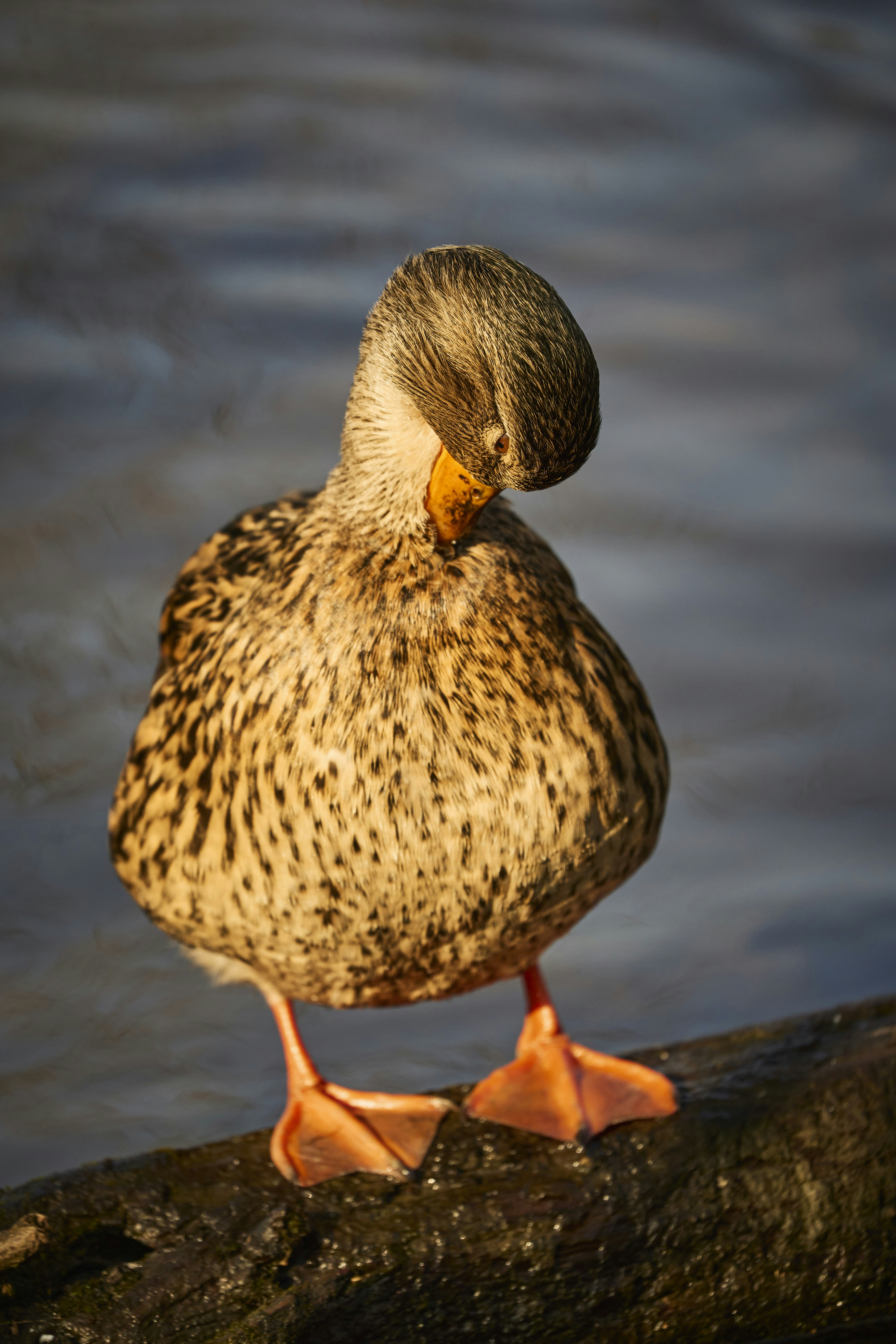 Photo by wolfgang_hasselmann