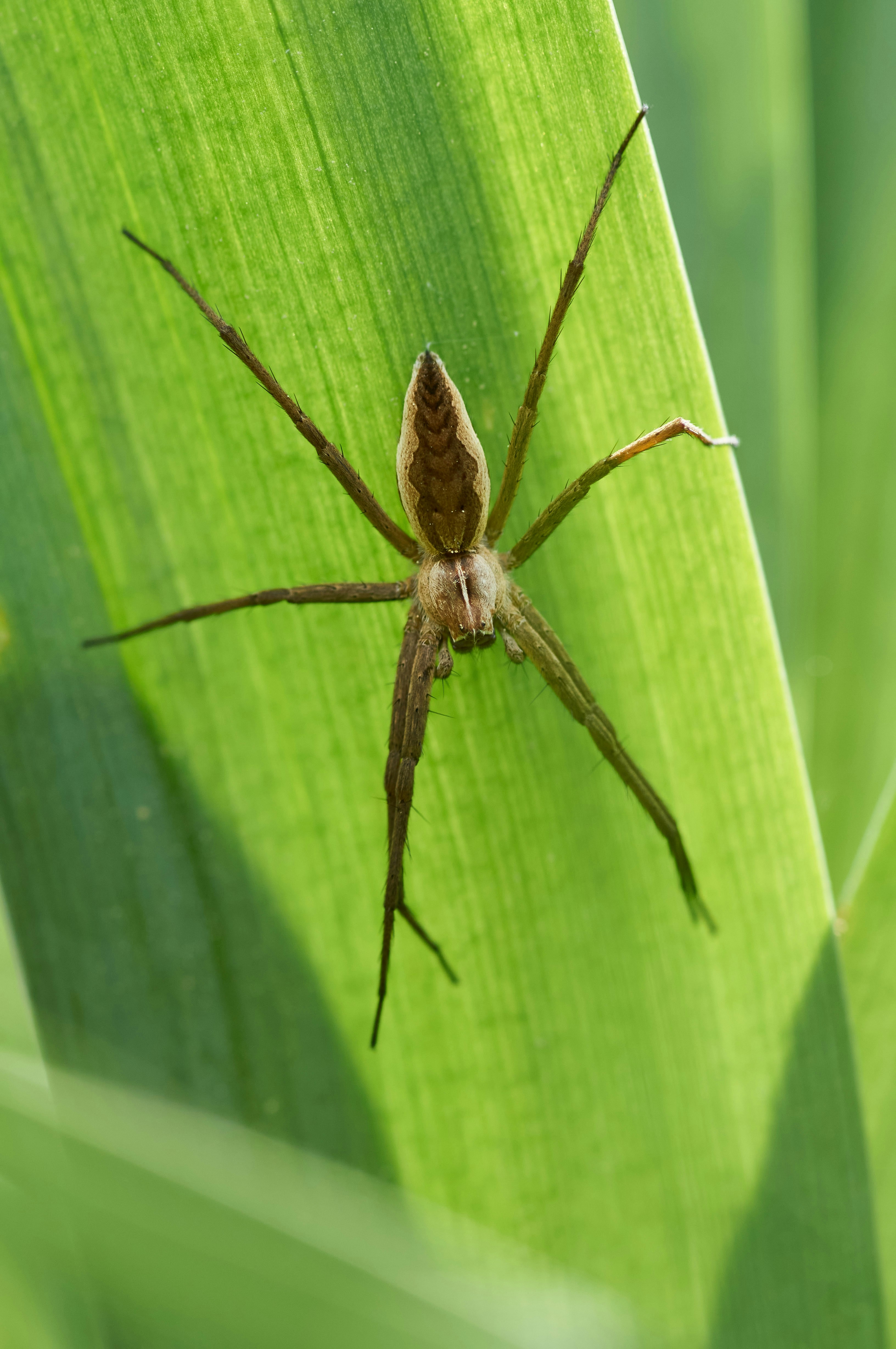 Photo by wolfgang_hasselmann