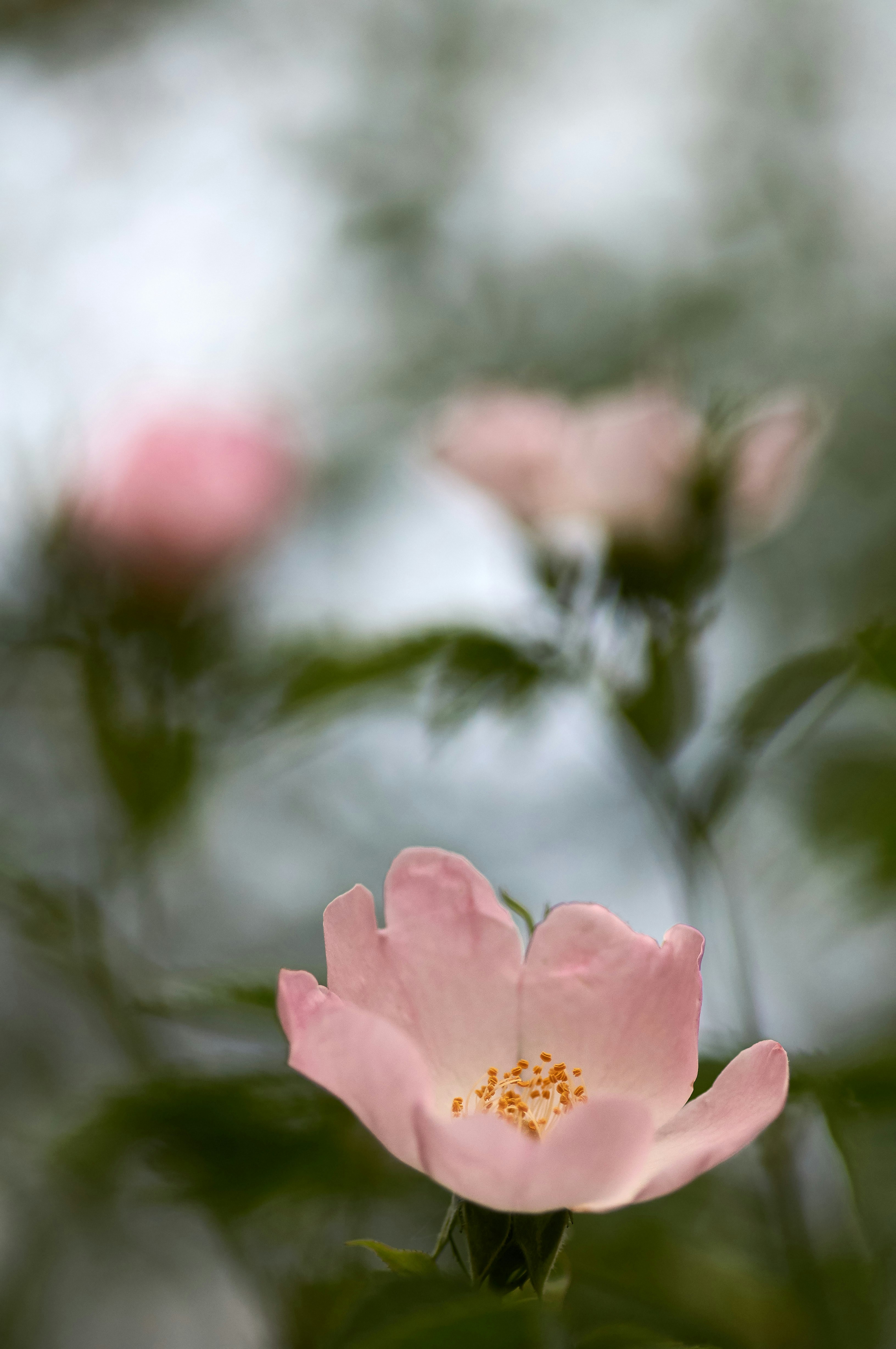 Photo by wolfgang_hasselmann