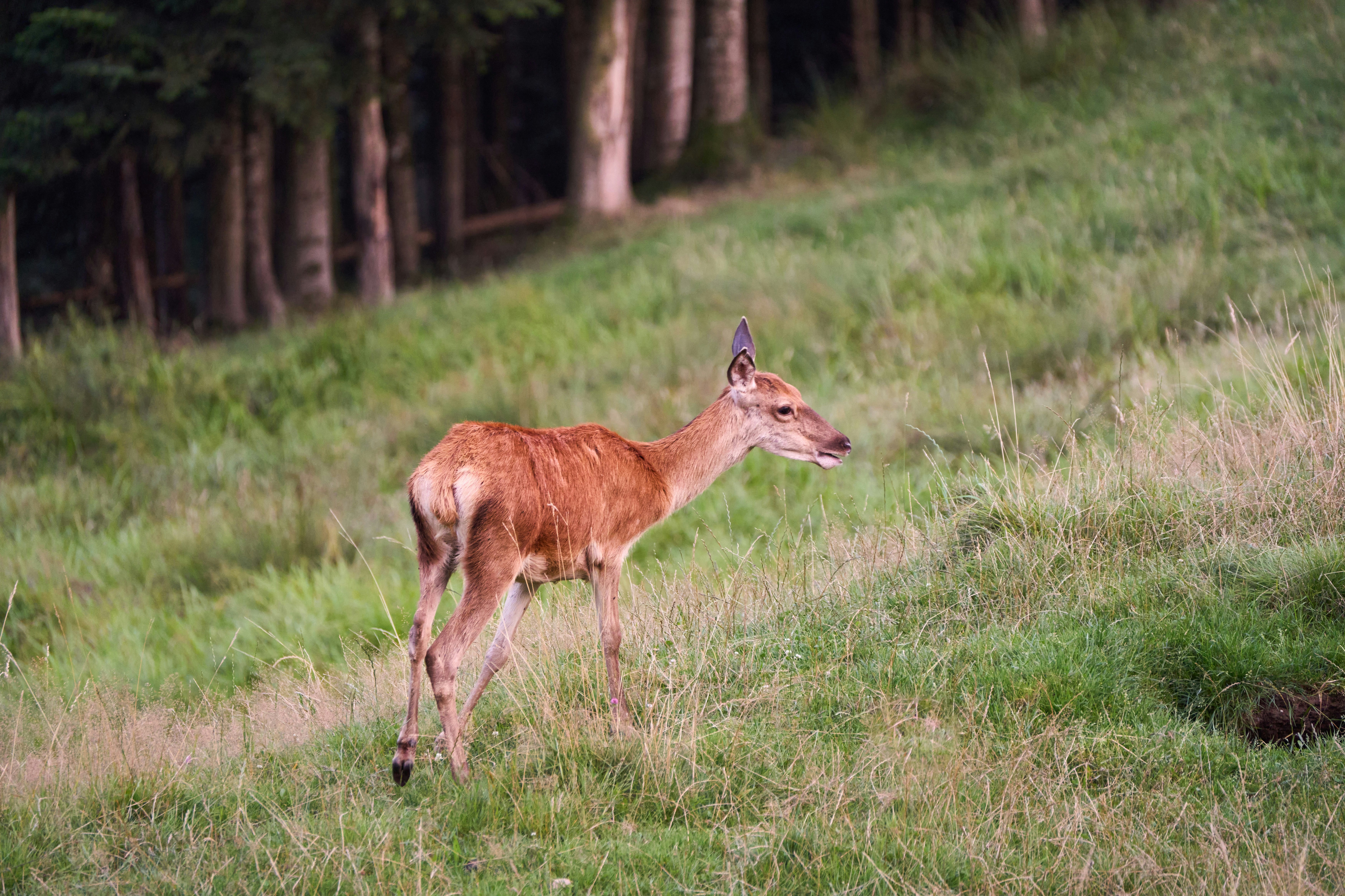 Photo by wolfgang_hasselmann