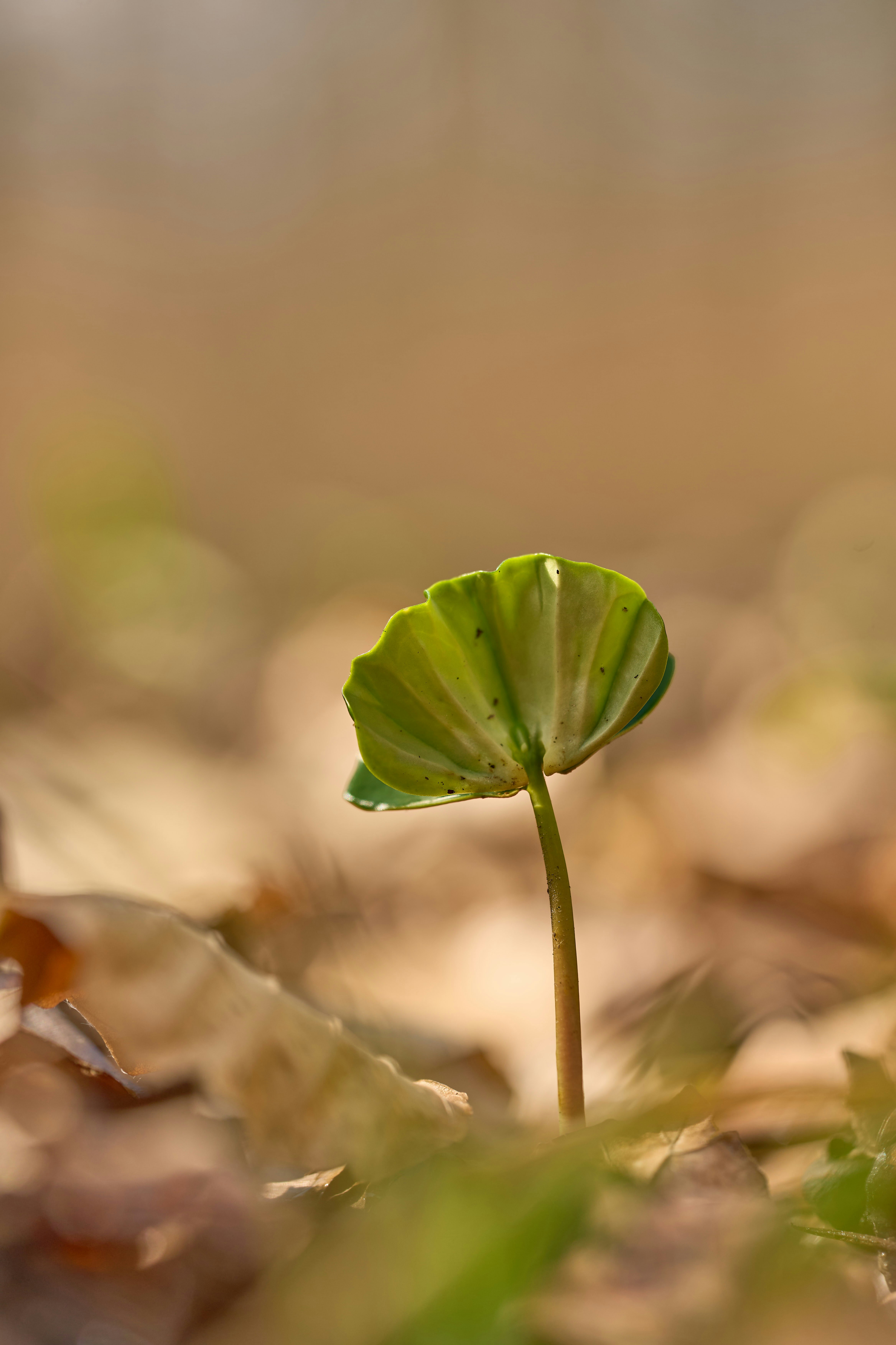 Photo by wolfgang_hasselmann