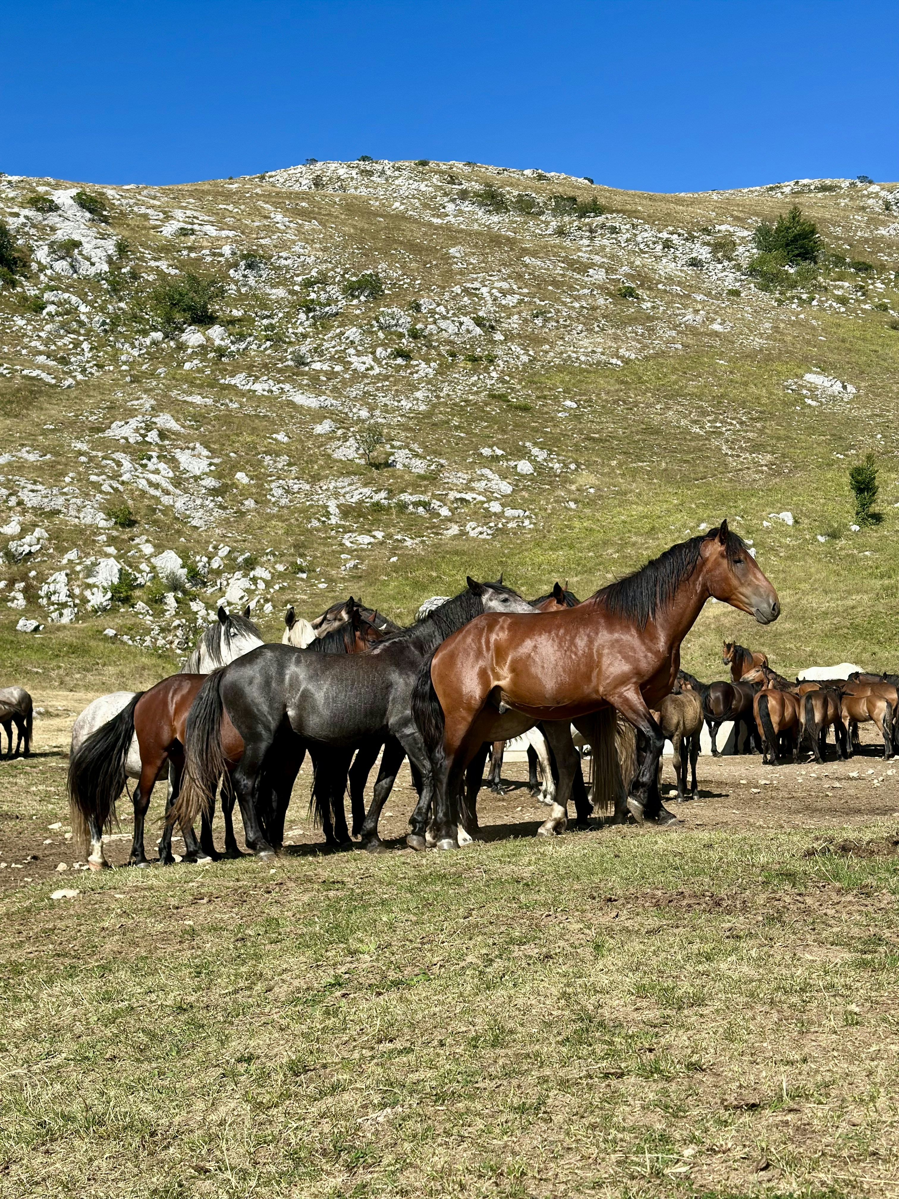A herd of horses grazes in the mountains.