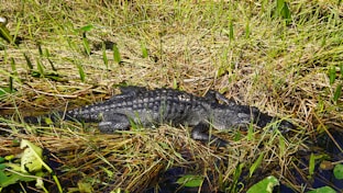 A crocodile rests in some grassy reeds.