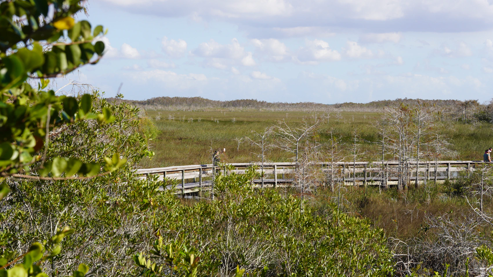 A wooden boardwalk winding through the Everglades wetlands