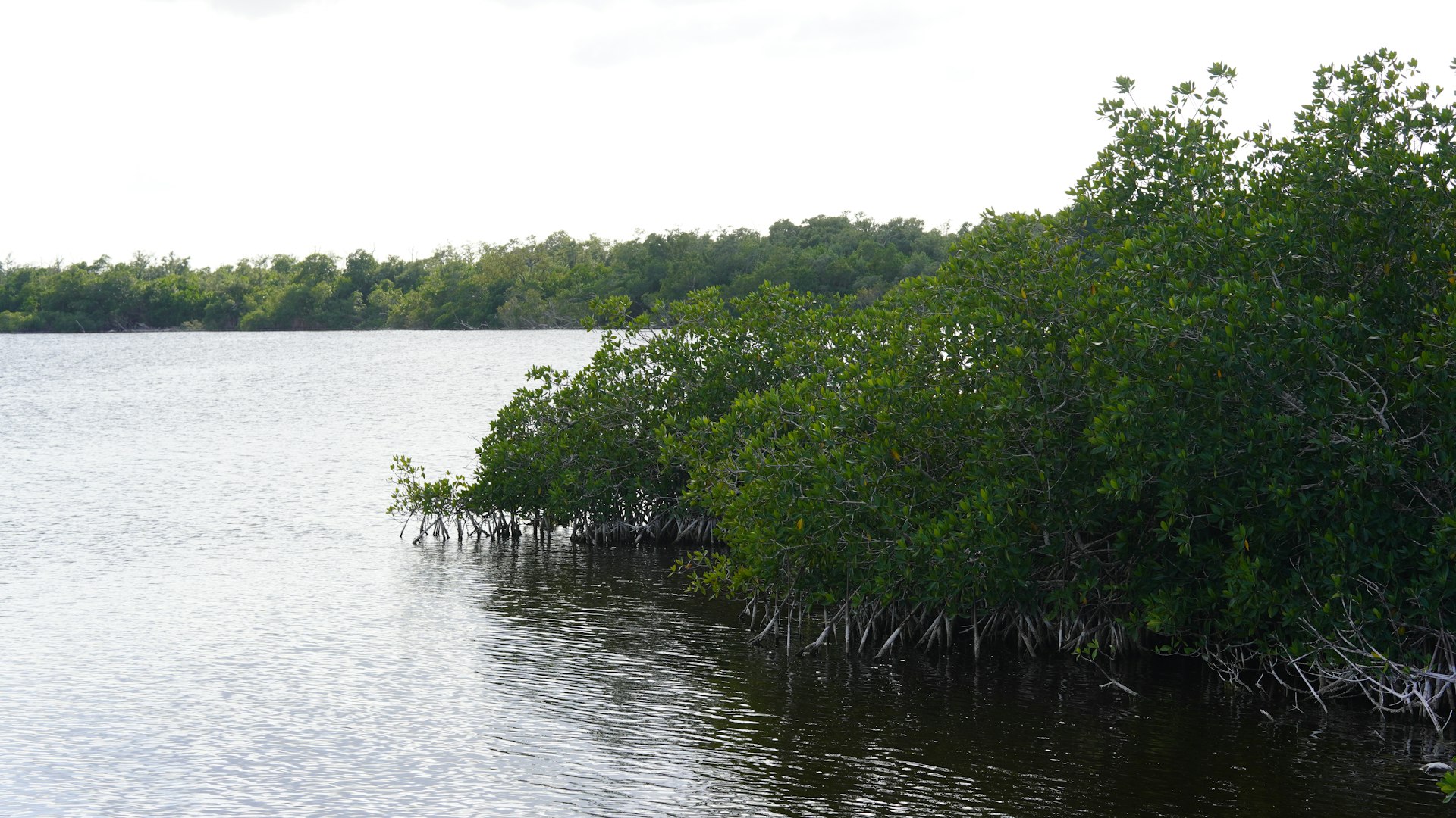 A body of water surrounded by lush trees.