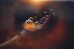 Hand holding leaves, sunlight glowing.