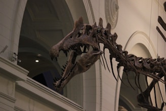 A dinosaur skeleton is on display at the museum.