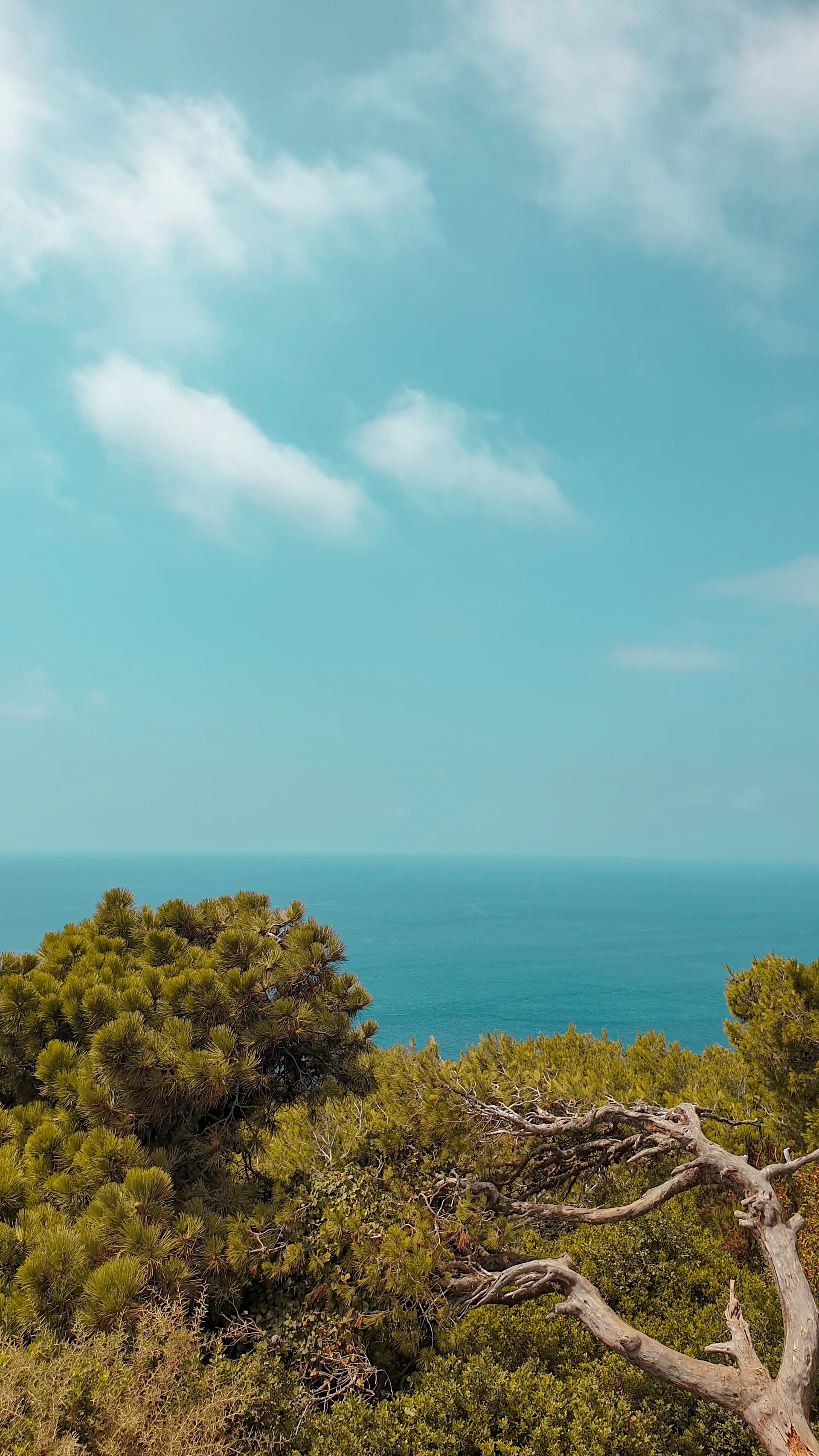 Ocean view through trees, under a blue sky.