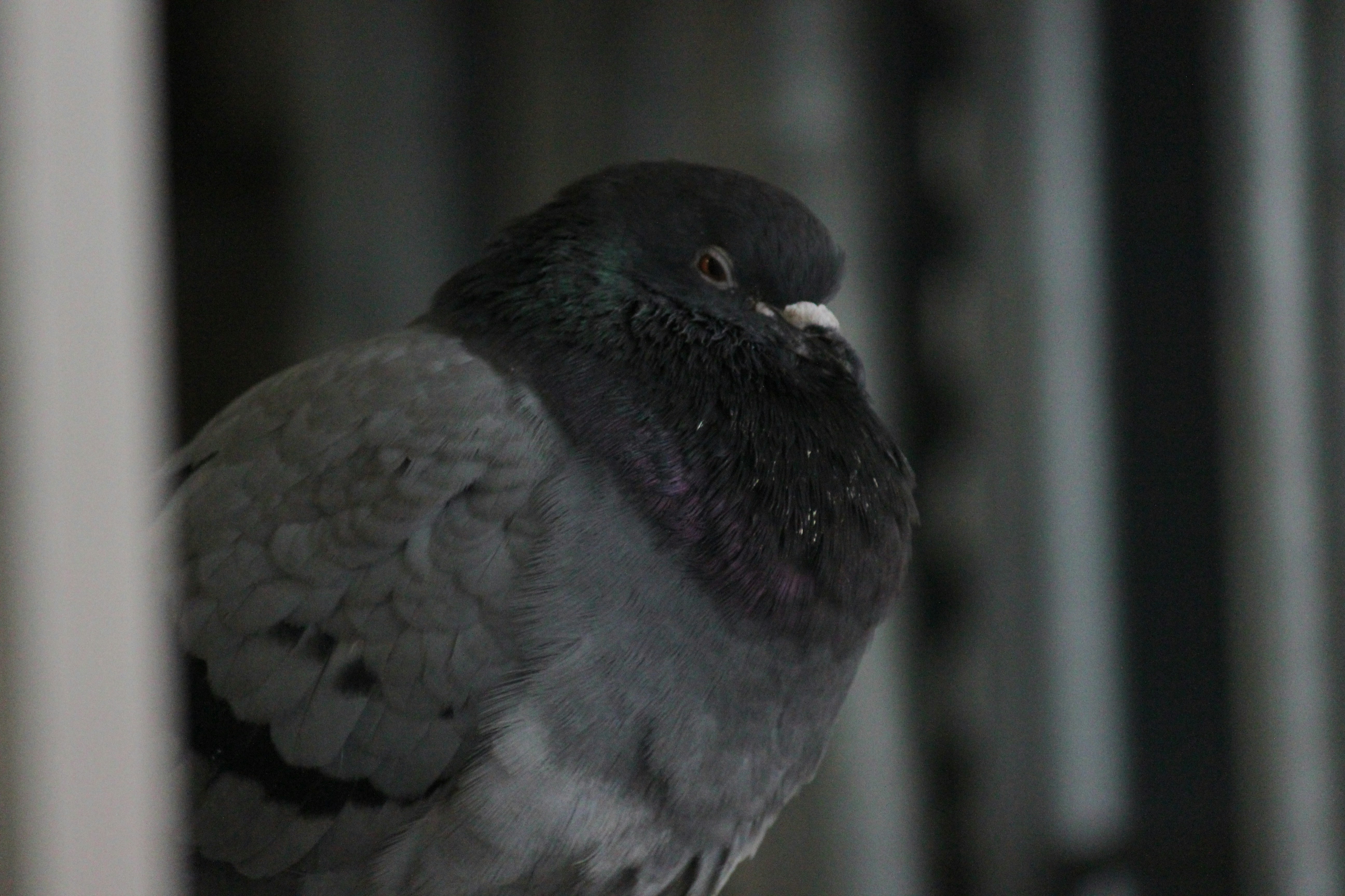 Photo by frolicsomefairy