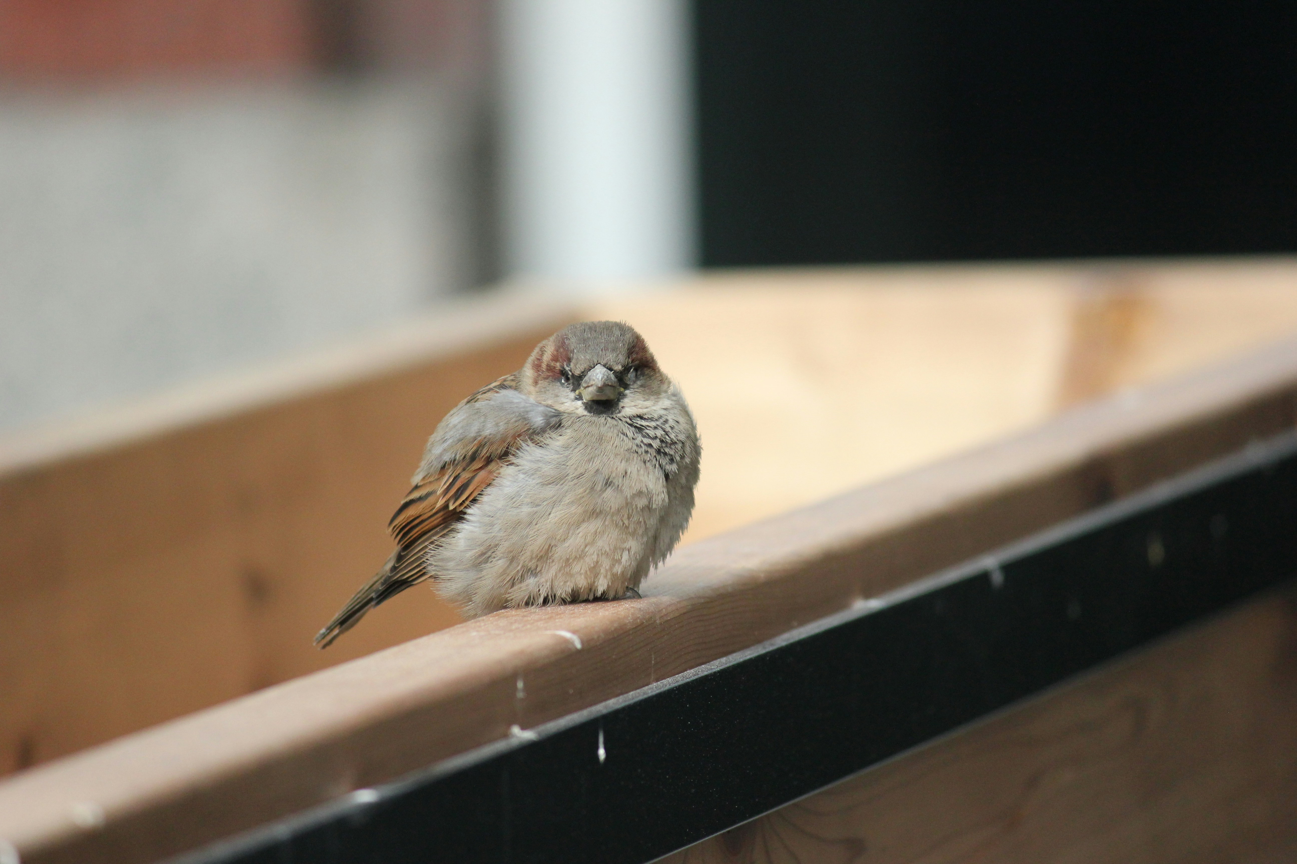 Photo by frolicsomefairy