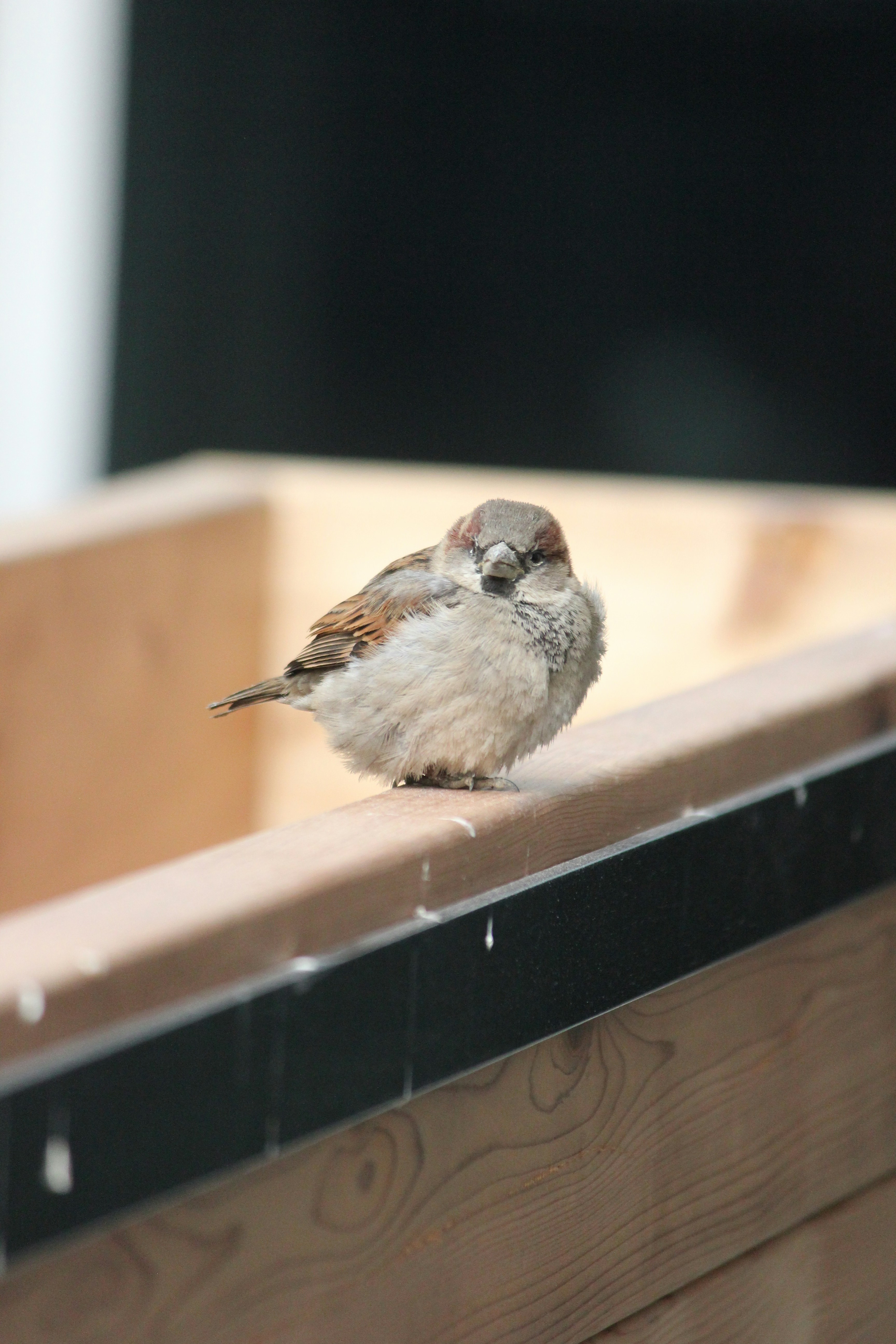 Photo by frolicsomefairy