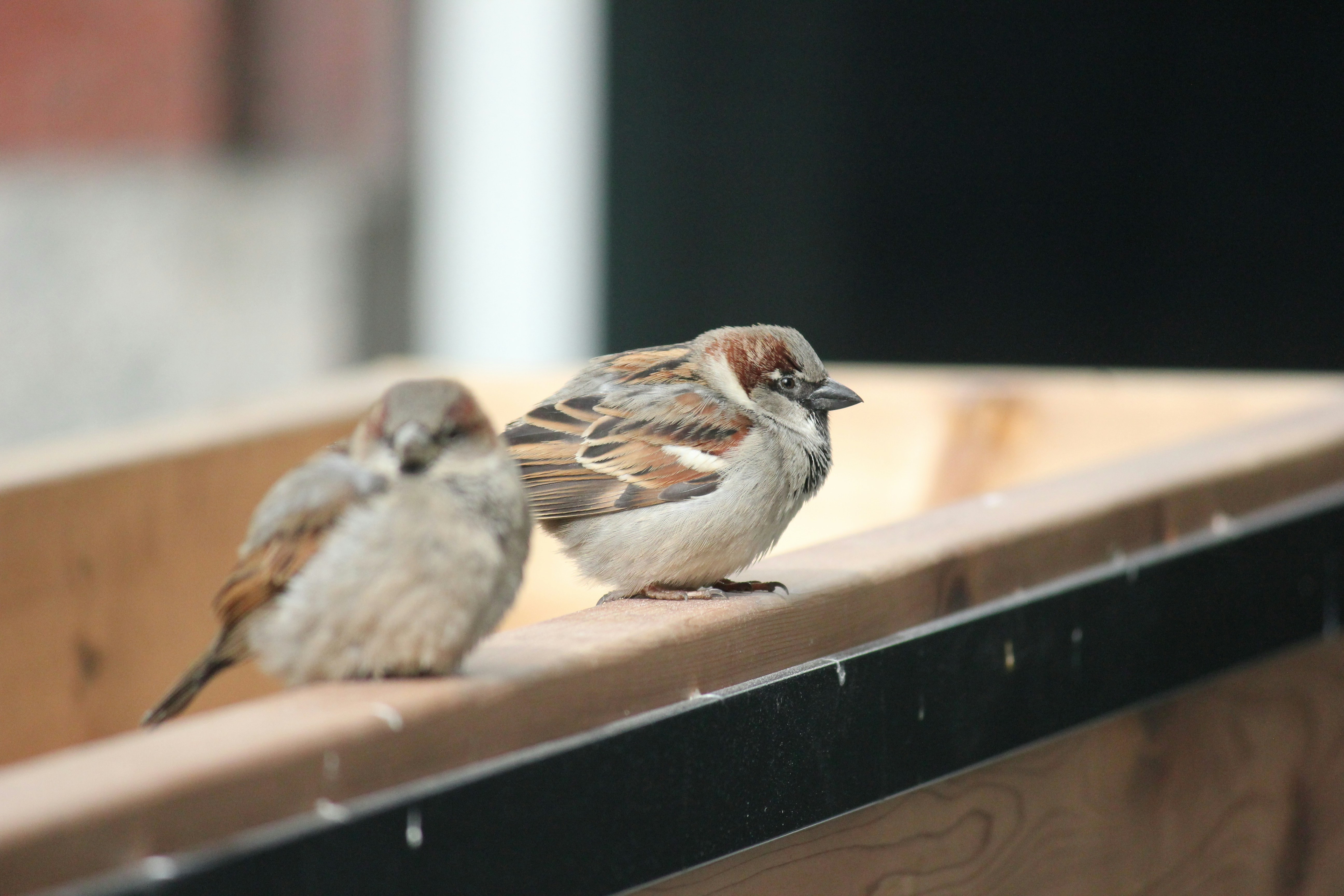 Photo by frolicsomefairy