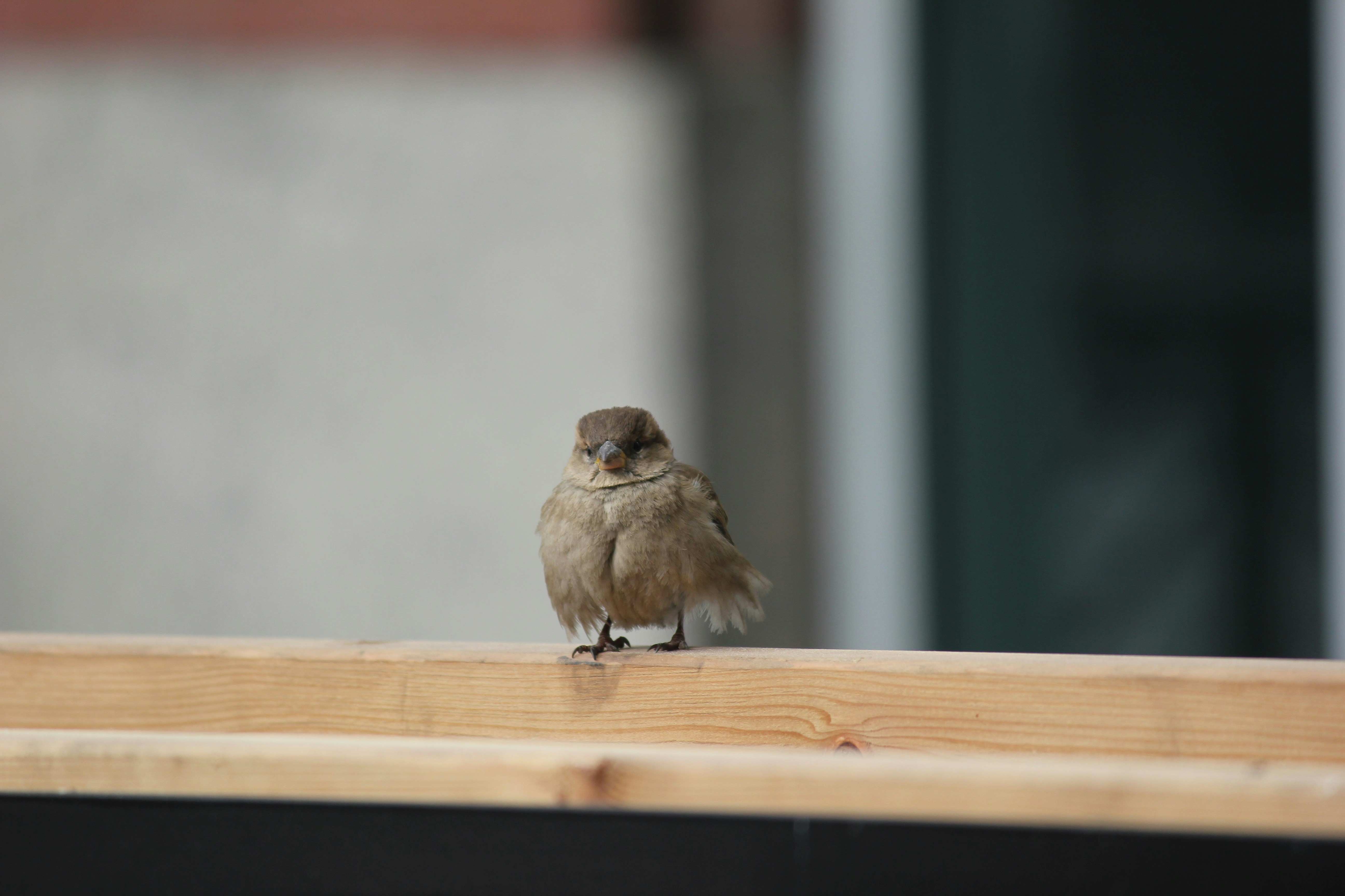 Photo by frolicsomefairy