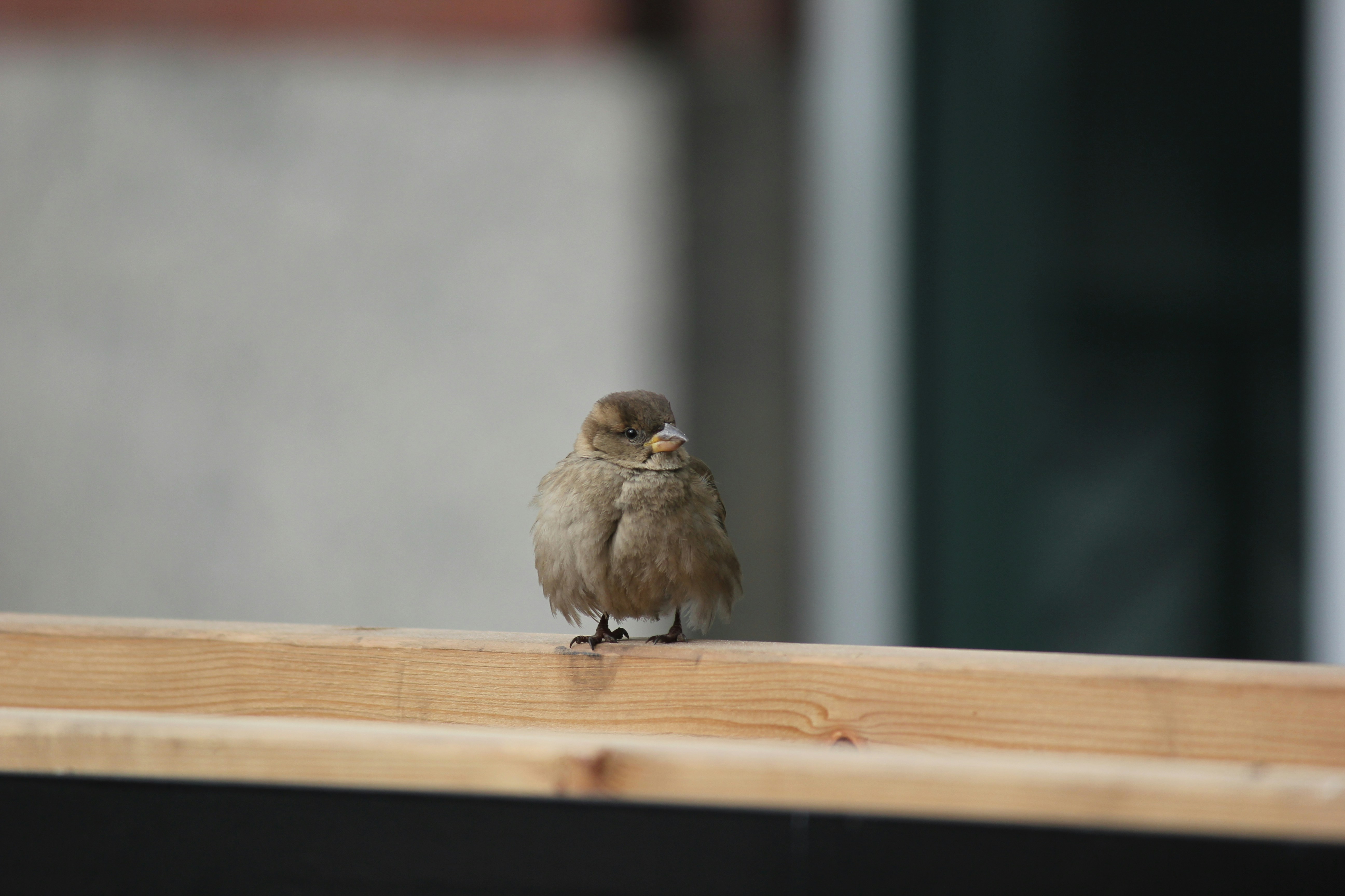 Photo by frolicsomefairy