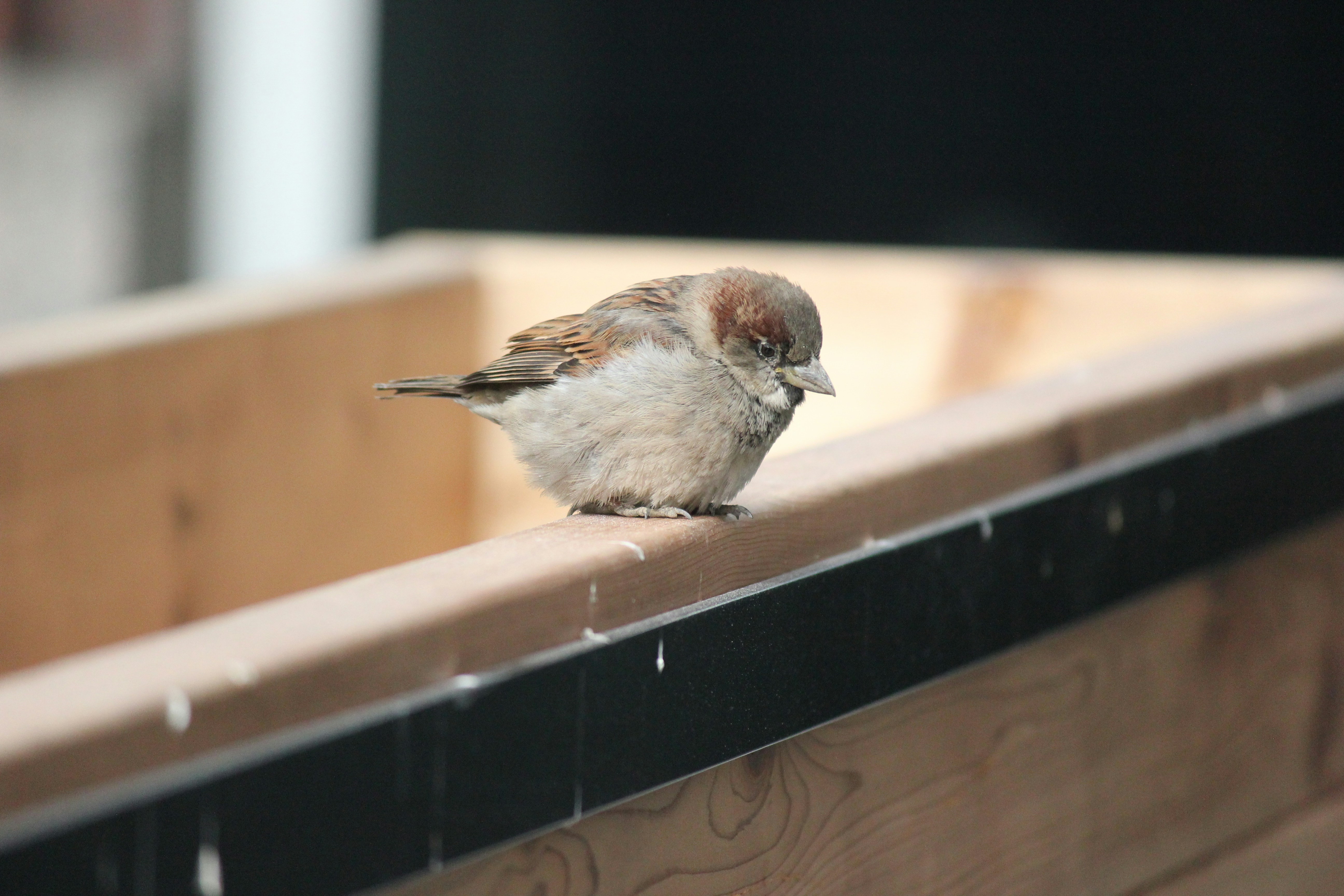 Photo by frolicsomefairy