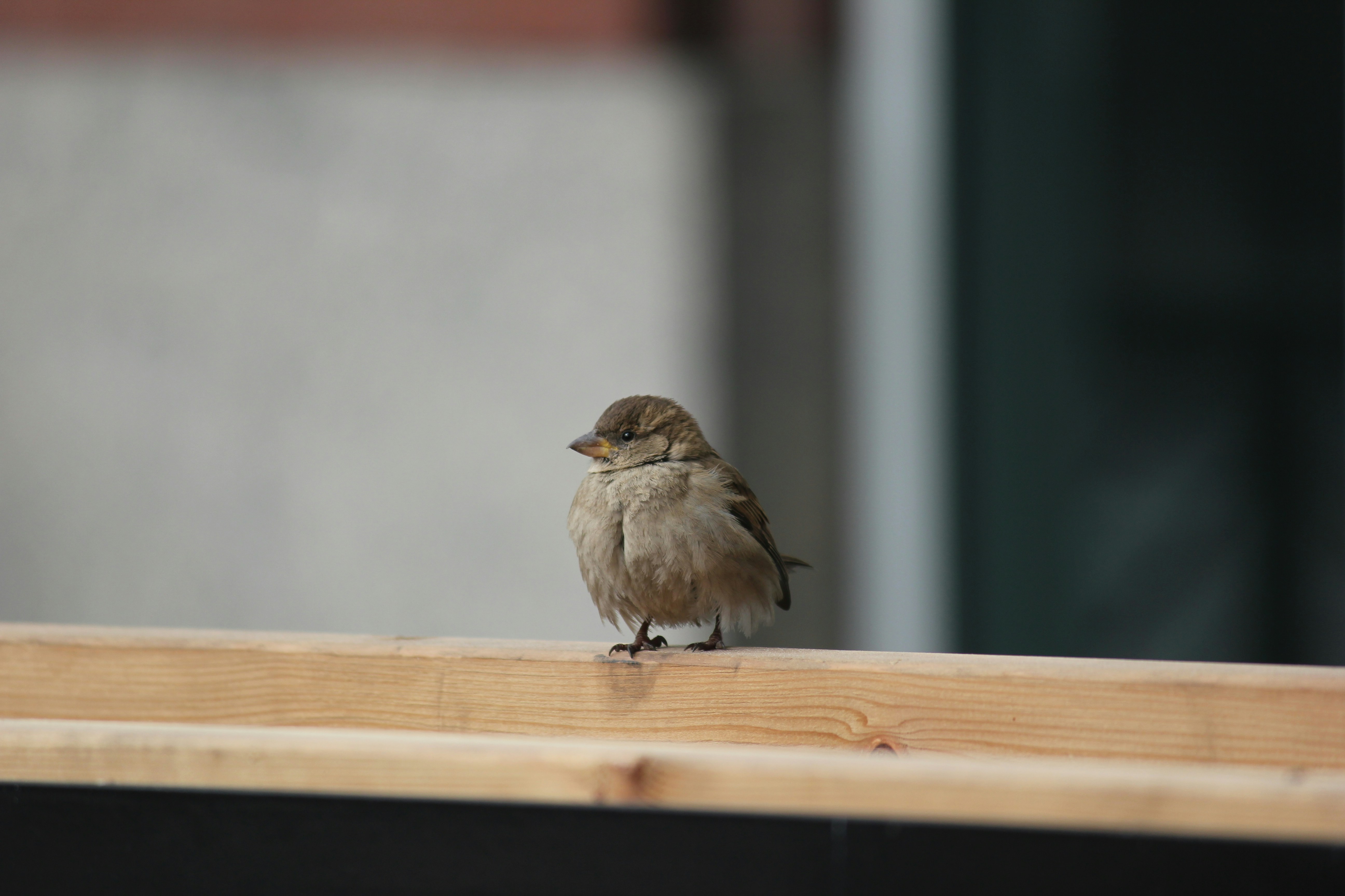 Photo by frolicsomefairy