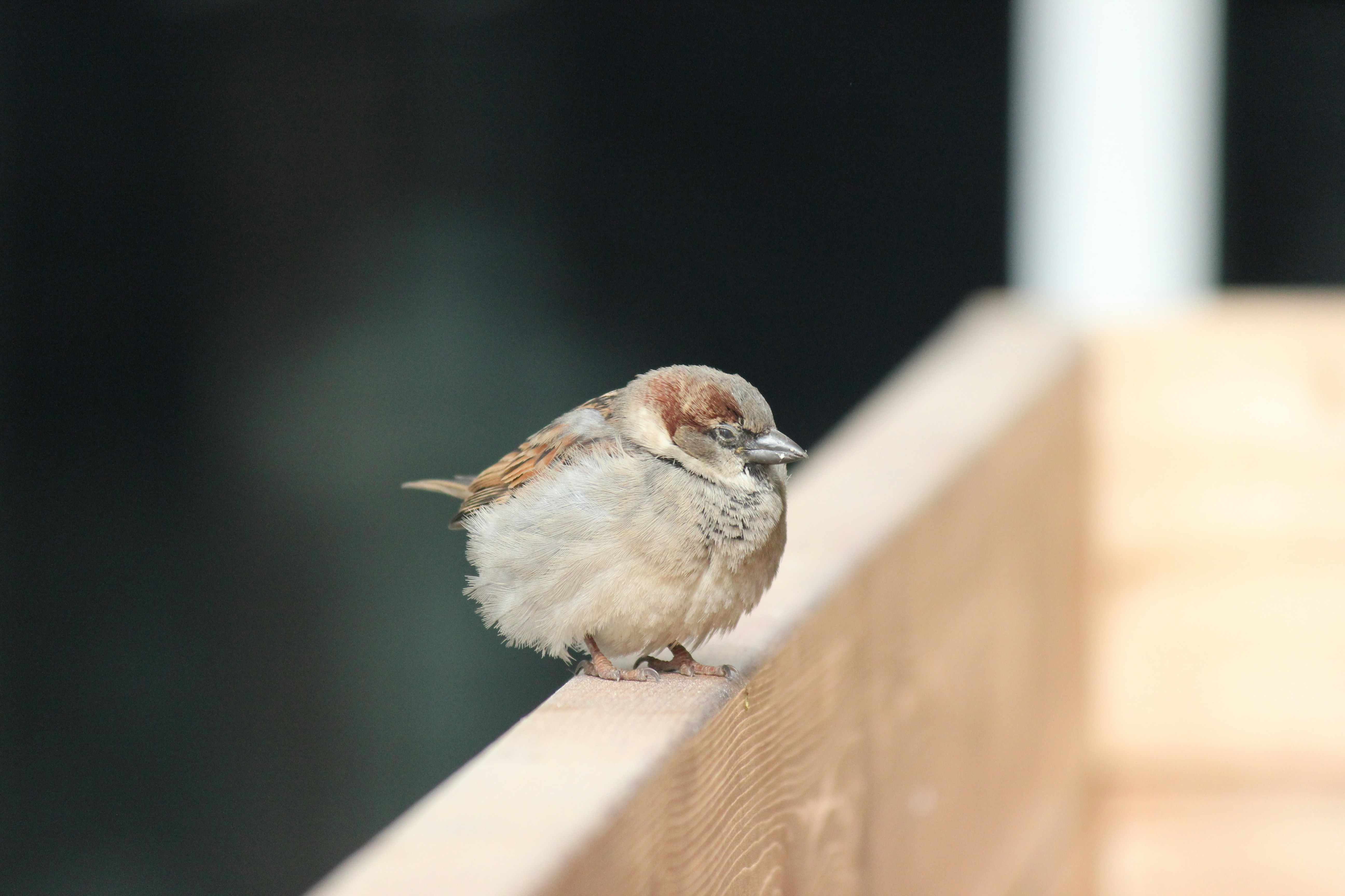 Photo by frolicsomefairy