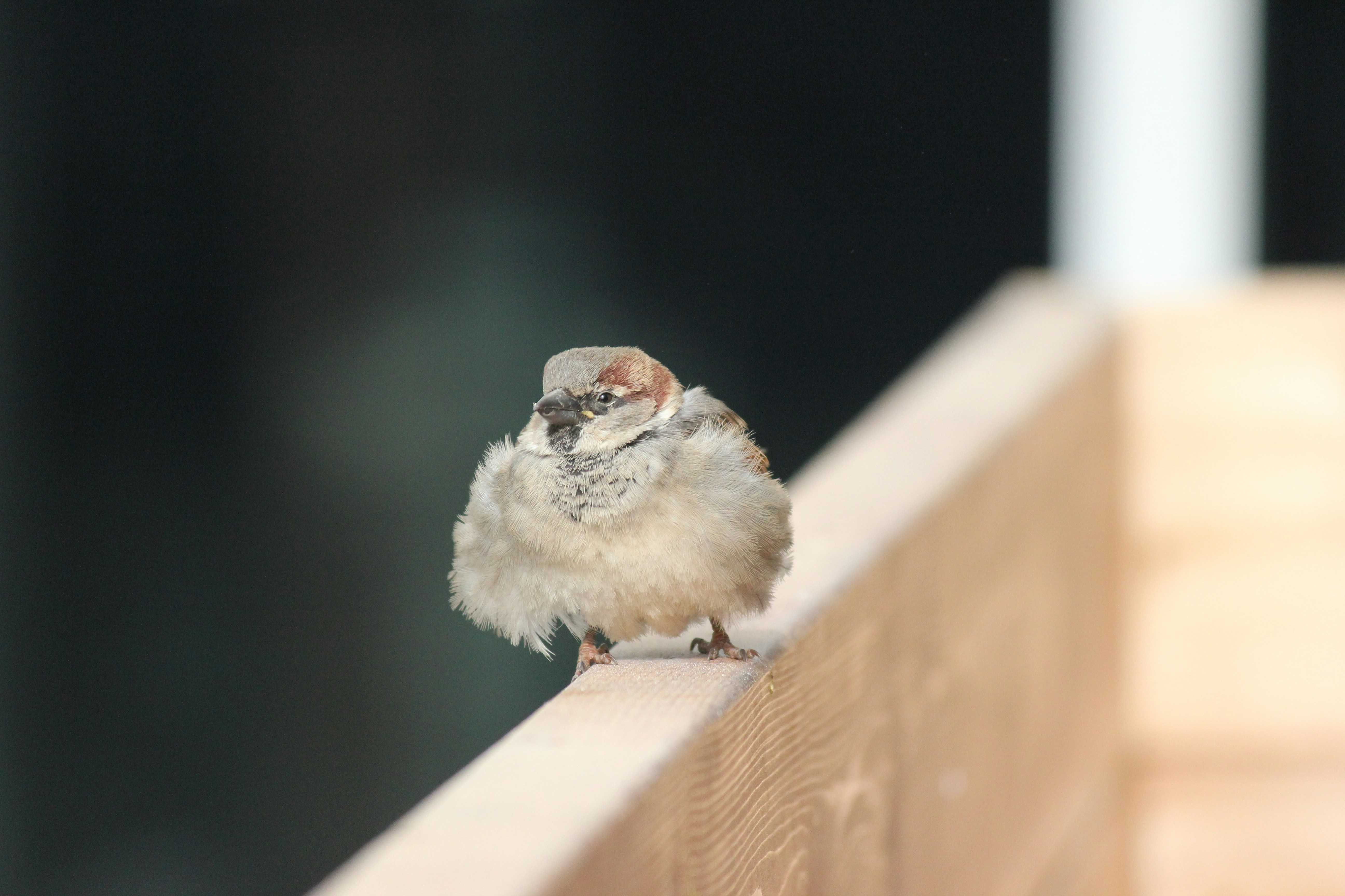 Photo by frolicsomefairy