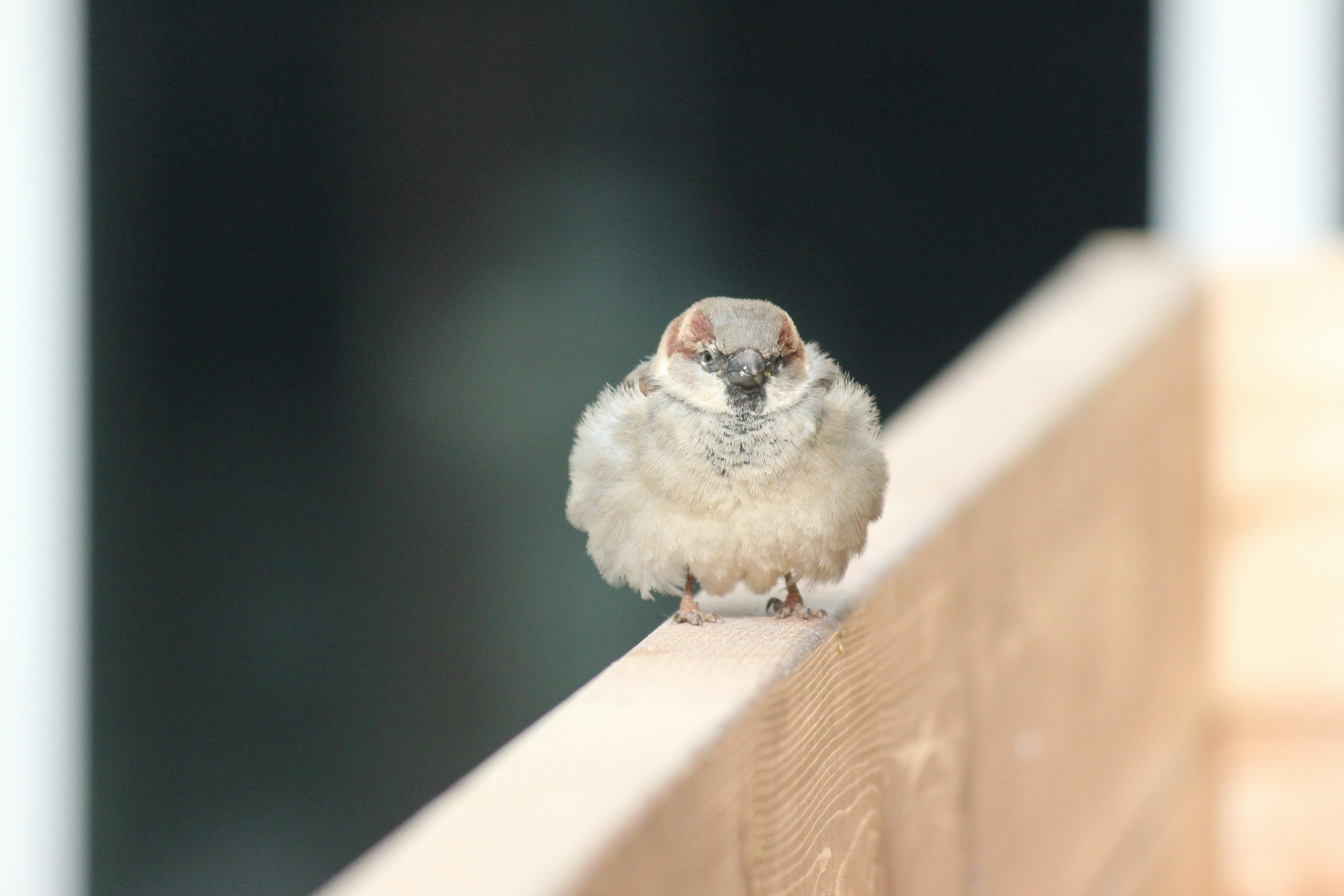 Photo by frolicsomefairy