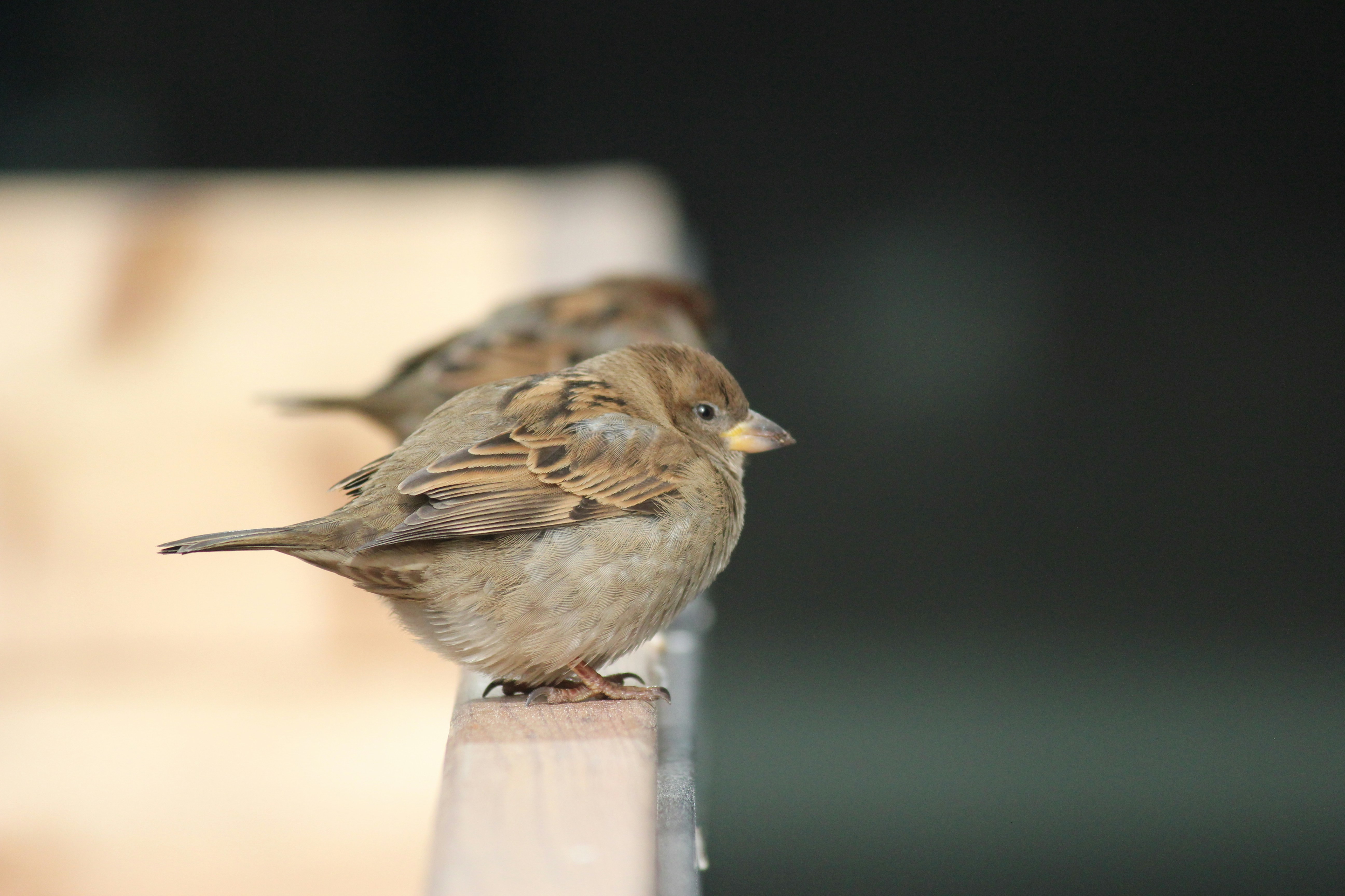 Photo by frolicsomefairy