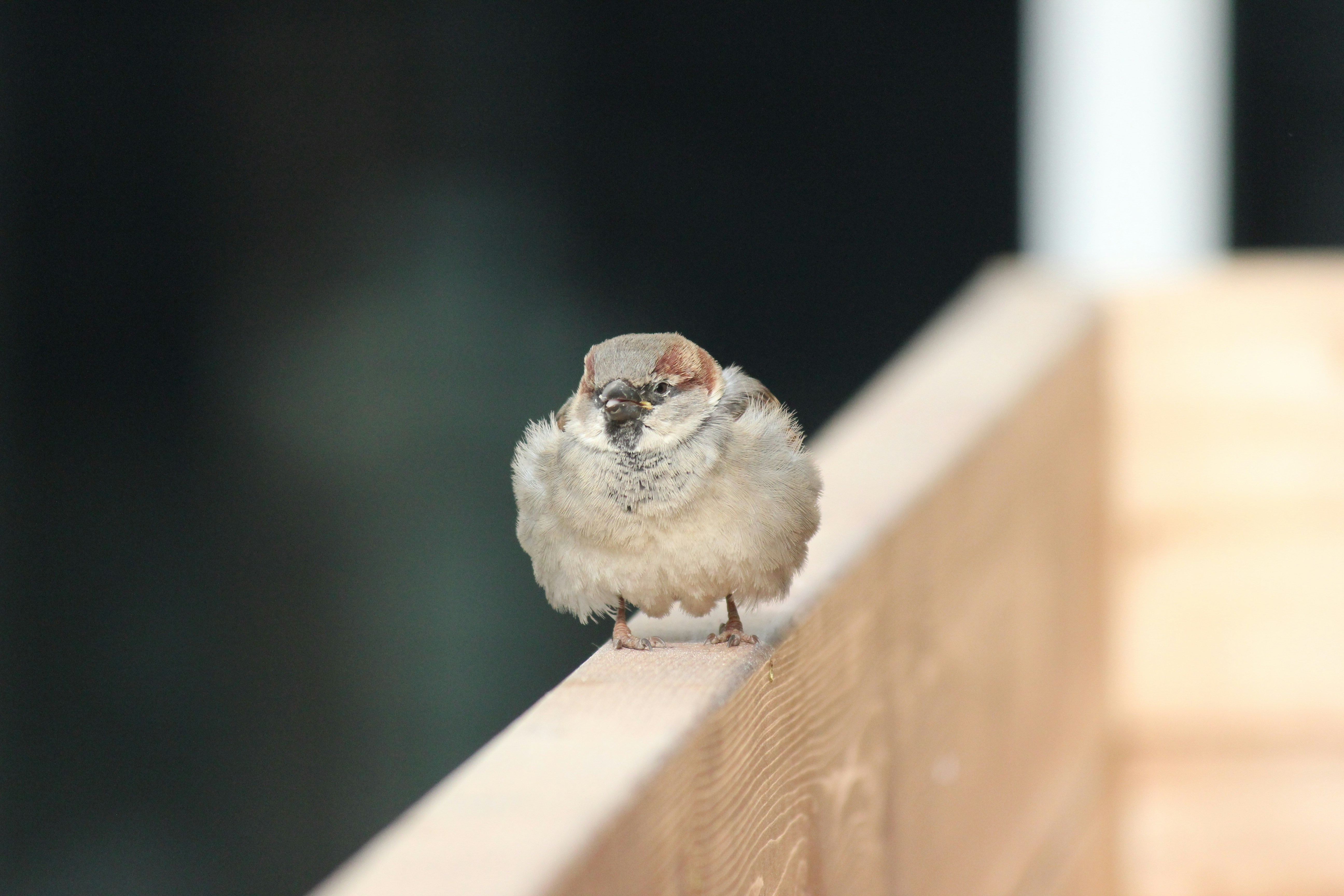 Photo by frolicsomefairy