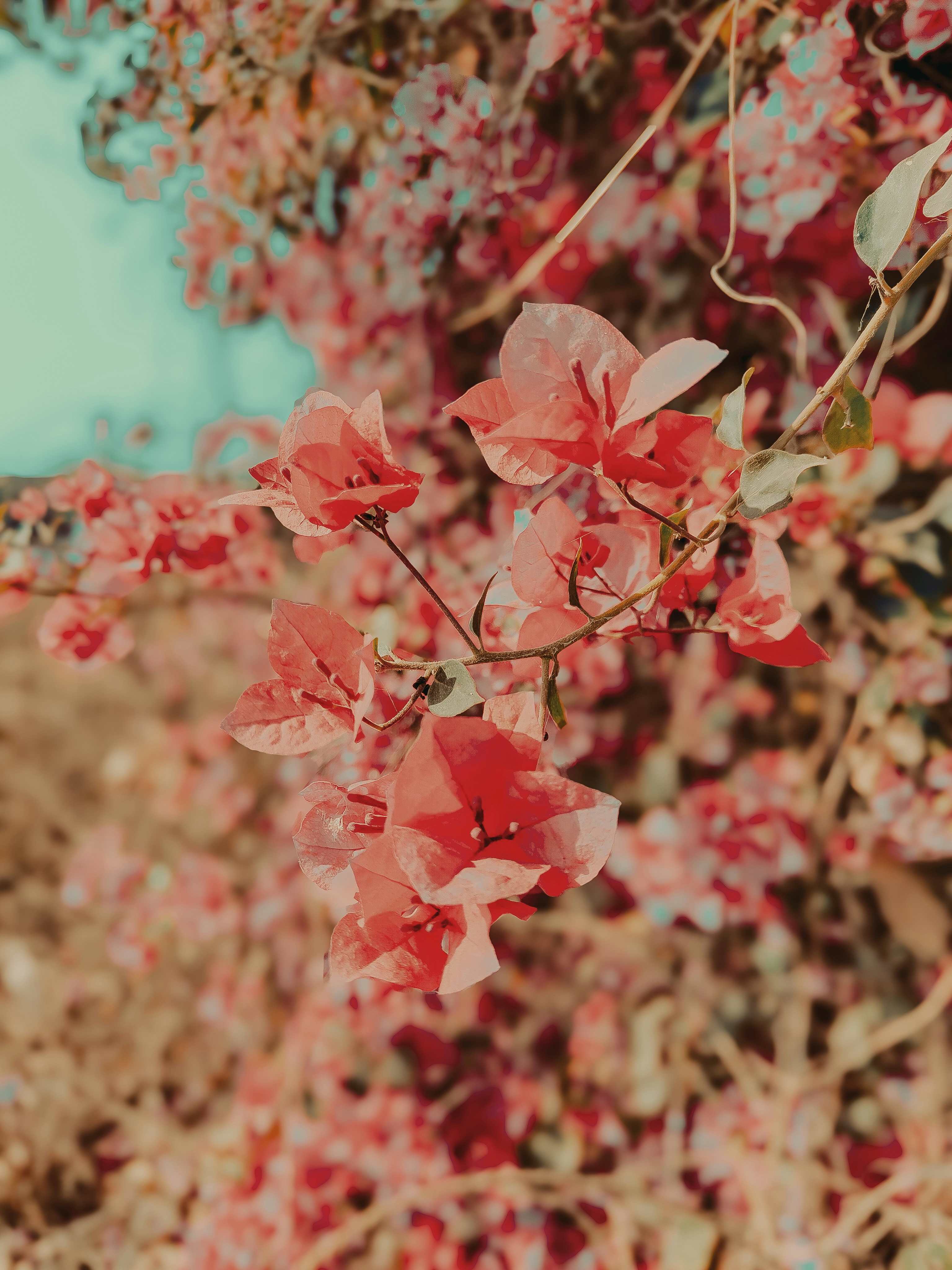 Photo by forever_knight