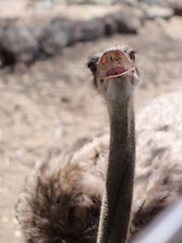 Wildlife