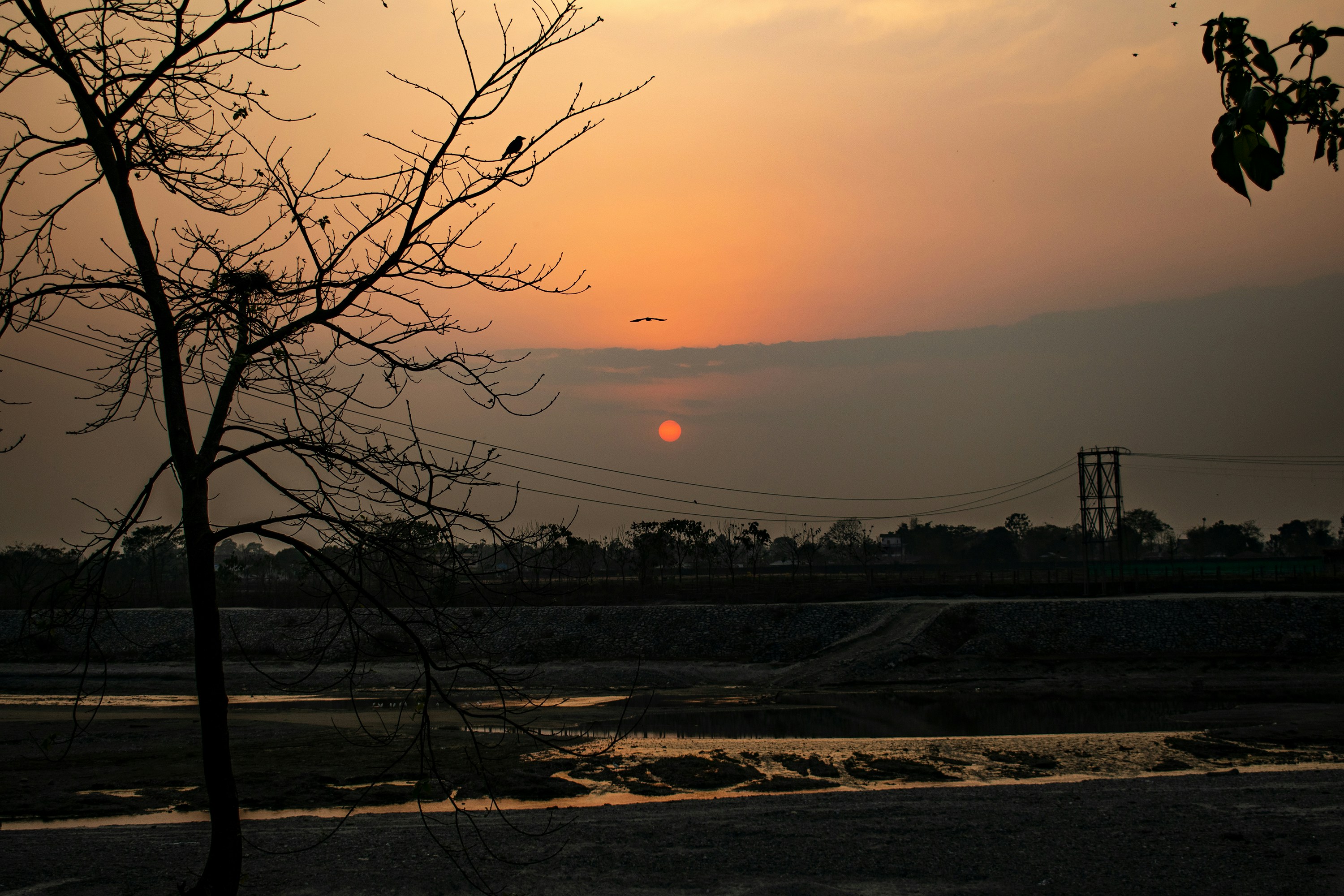 Puesta de sol sobre un campo con un árbol desnudo.