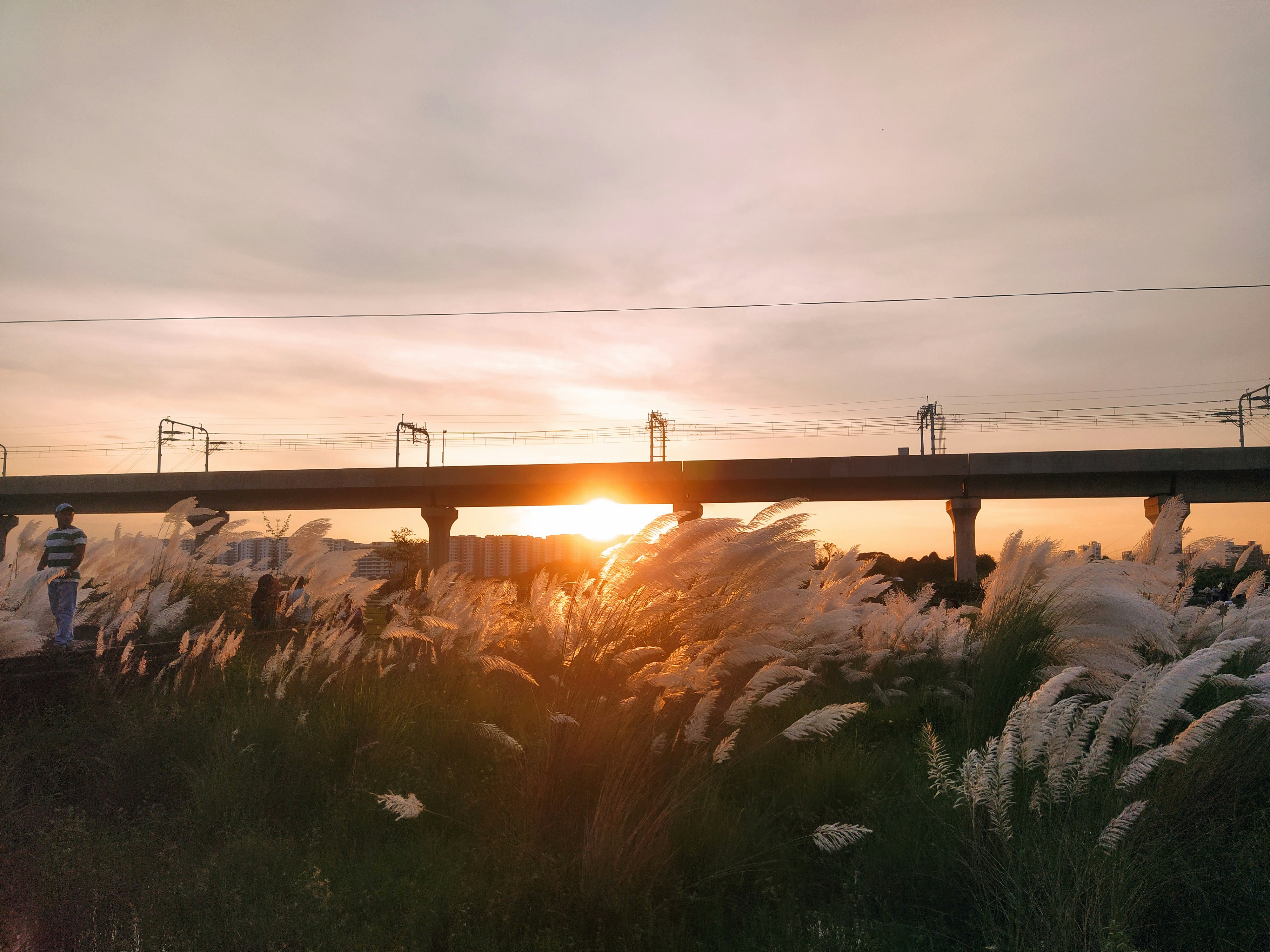 Sunset illuminates a bridge over tall white grass.
