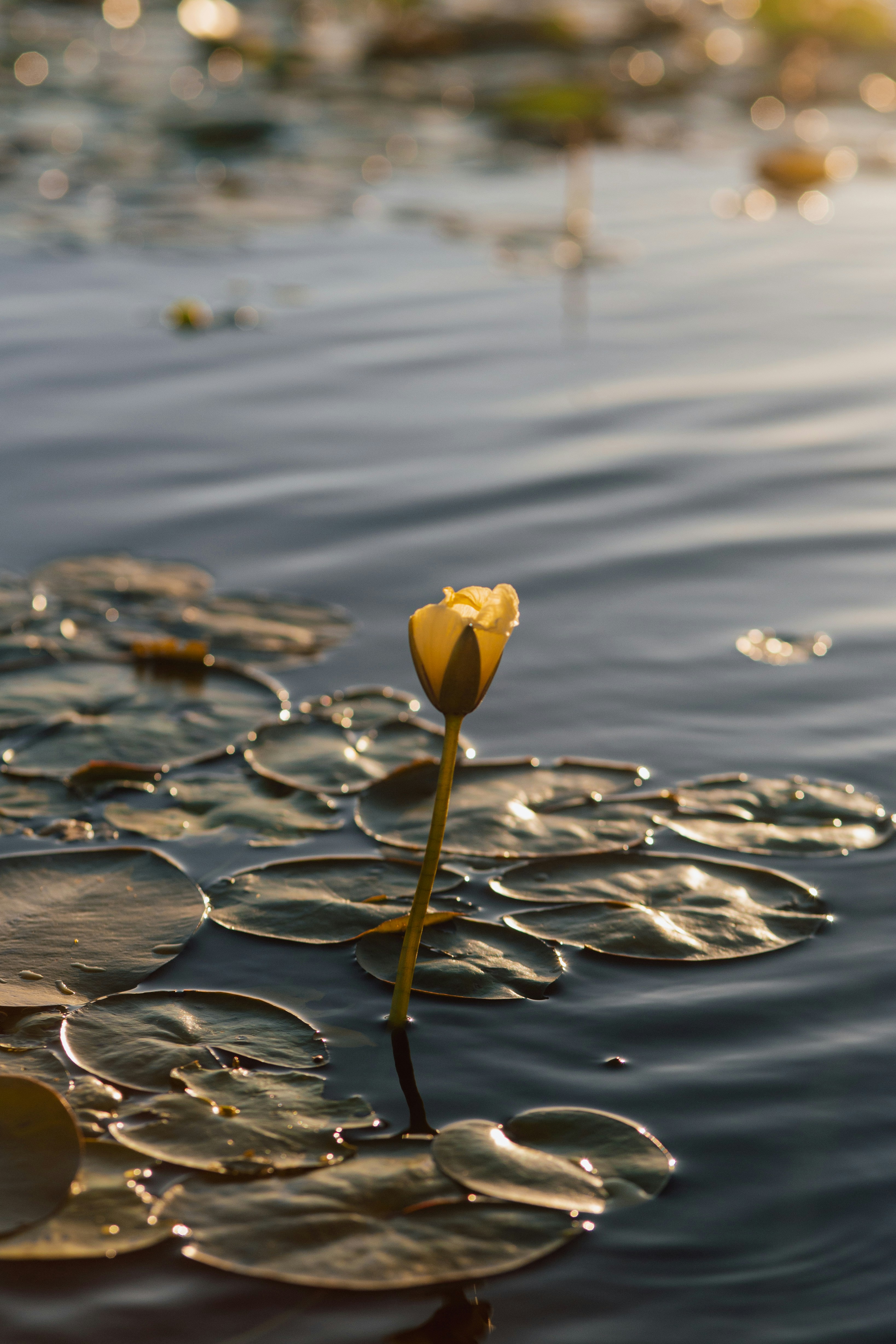 A yellow water lily blooms amongst lily pads. photo – Free Flower Image ...