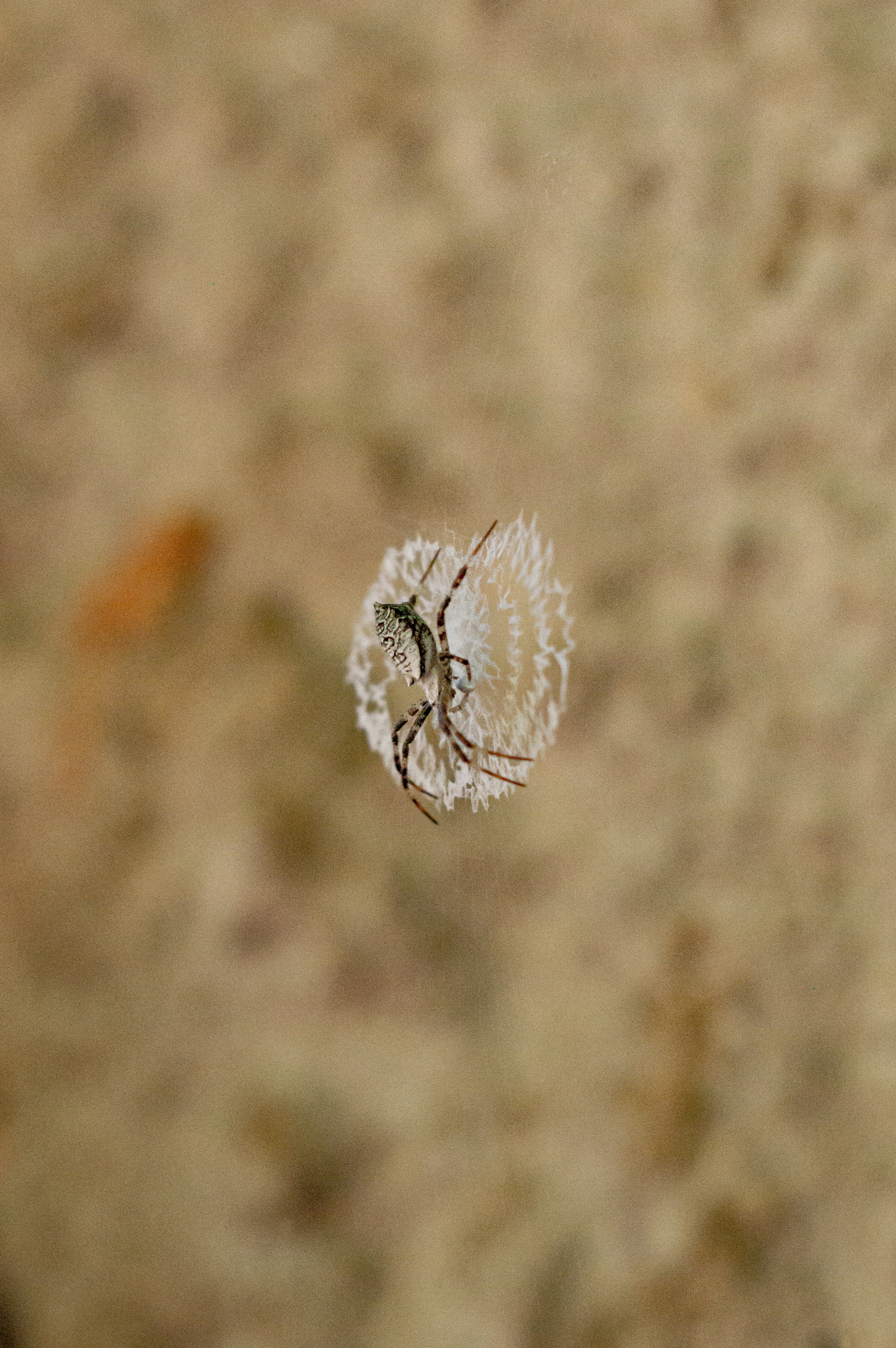 Spider suspends in delicate, circular web