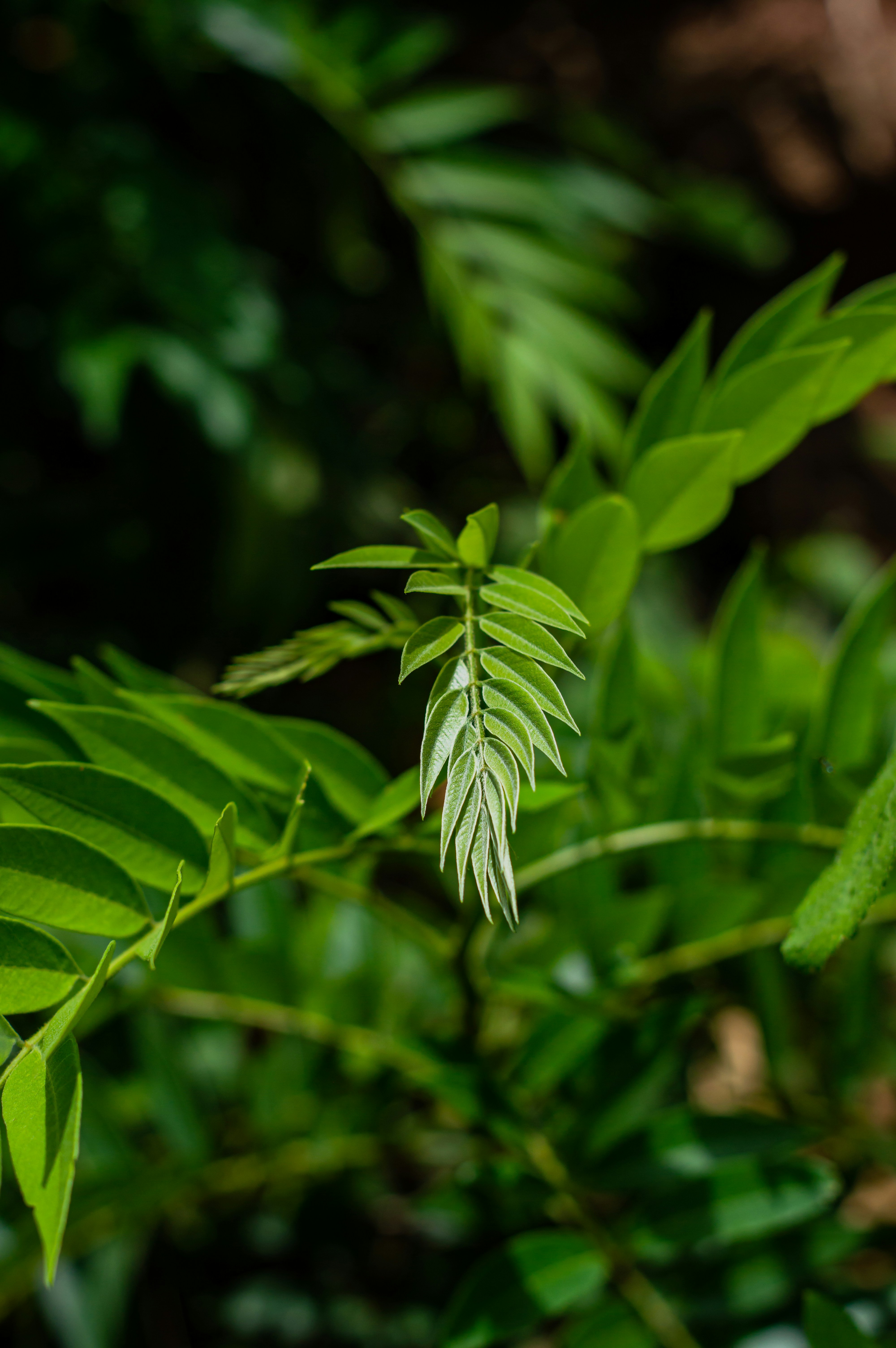 Bright green leaves and foliage are in focus.