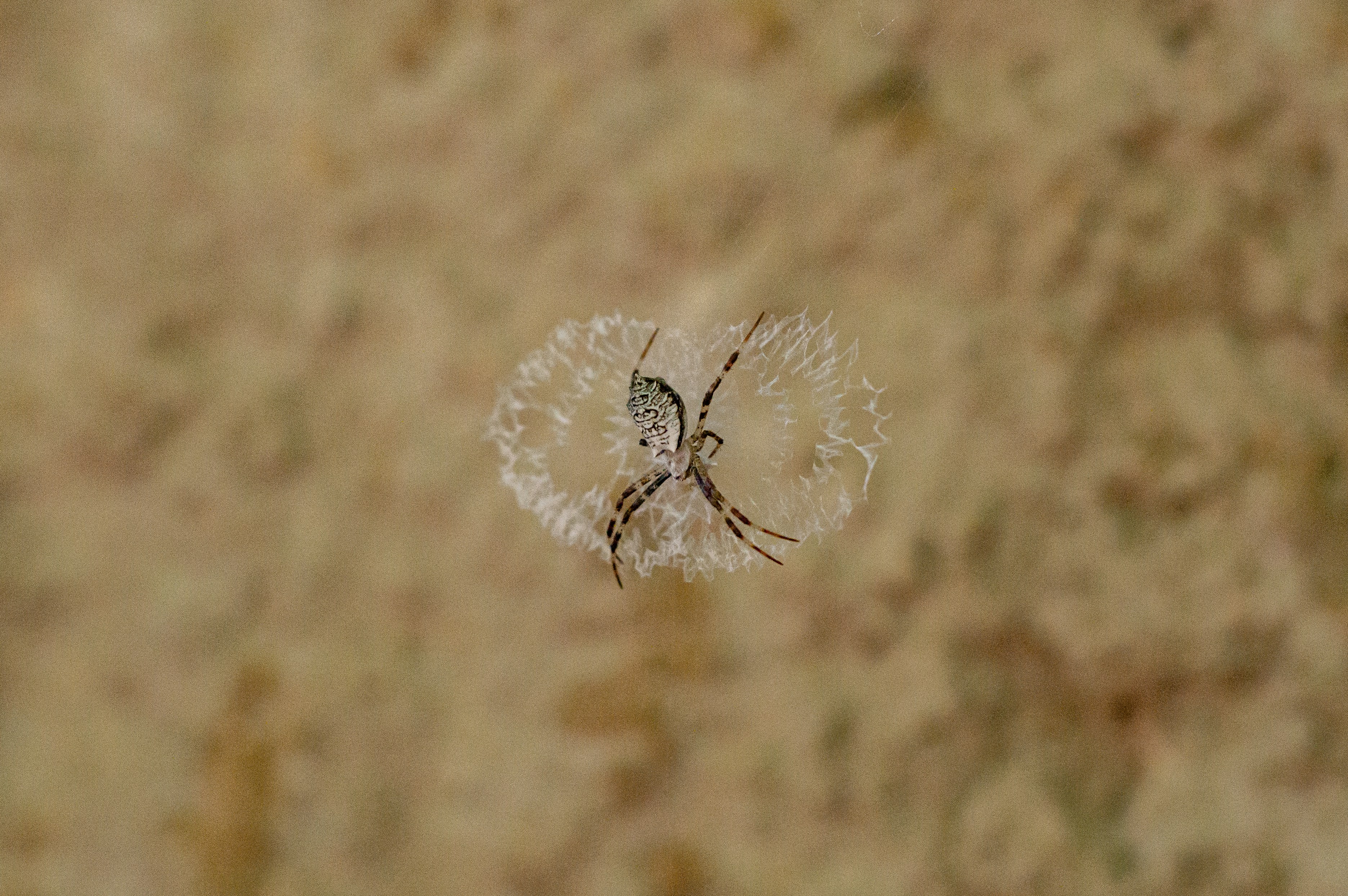 A spider sits in the center of its web.