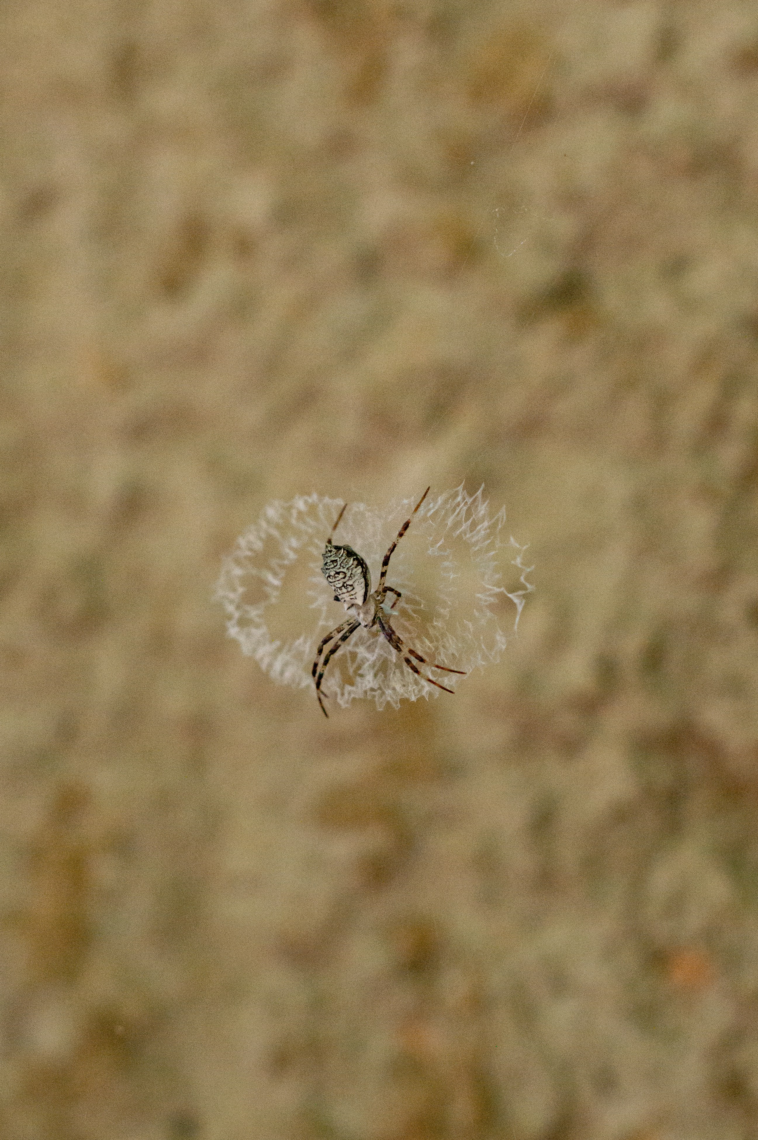 Spider resting in its delicate web.
