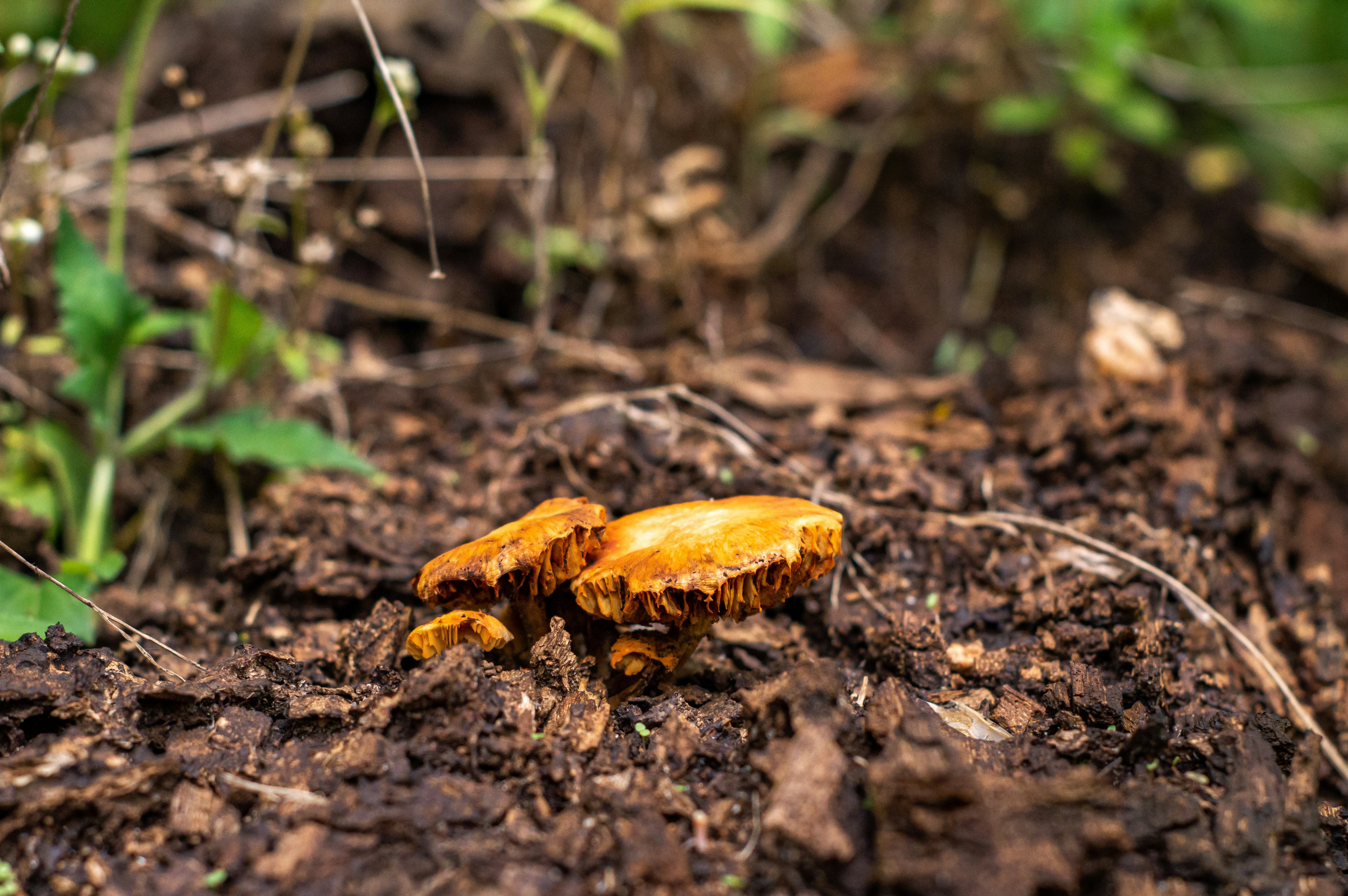 Mushrooms grow in the dirt.