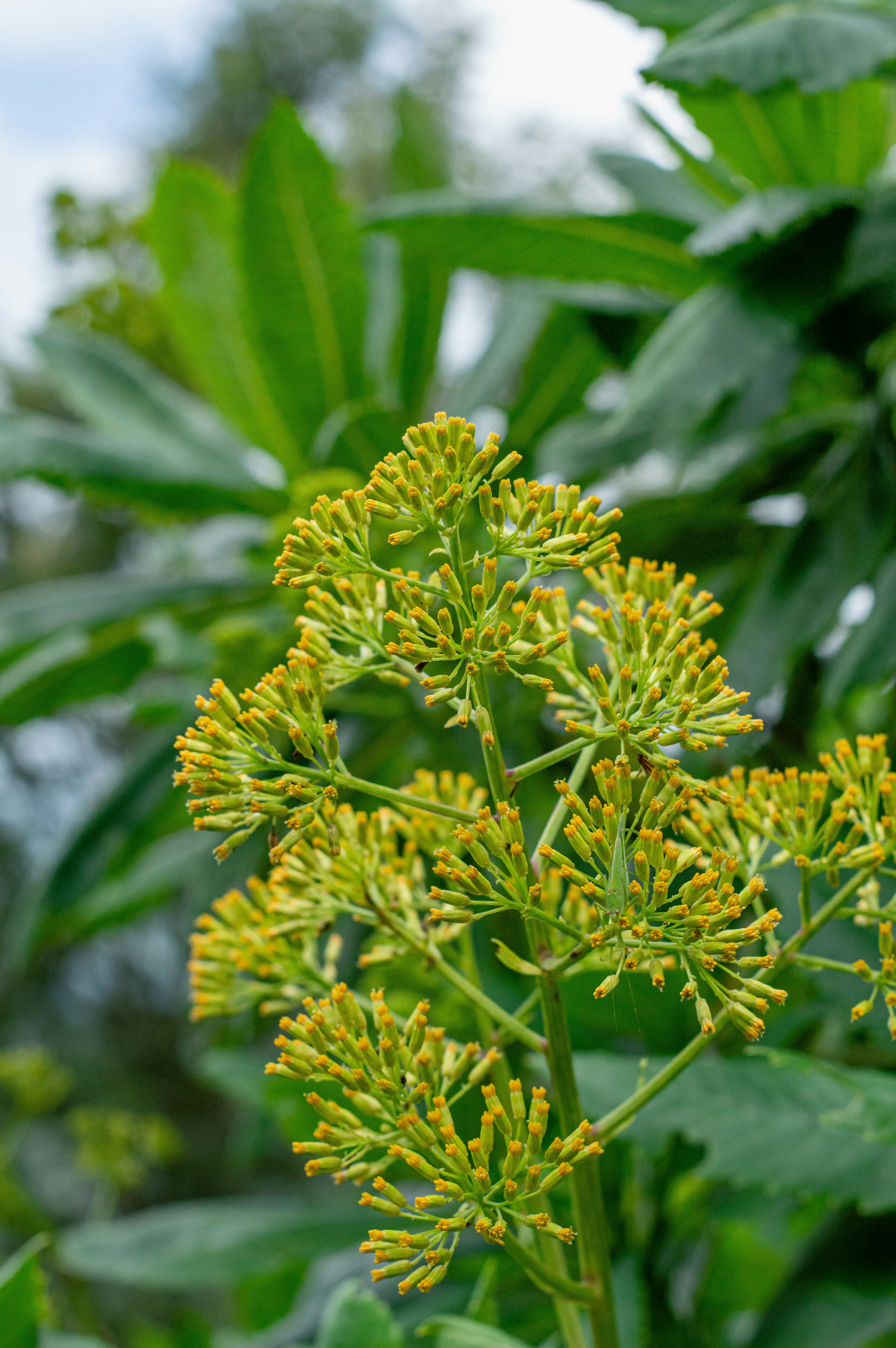 Yellow flowers blooming in a garden.