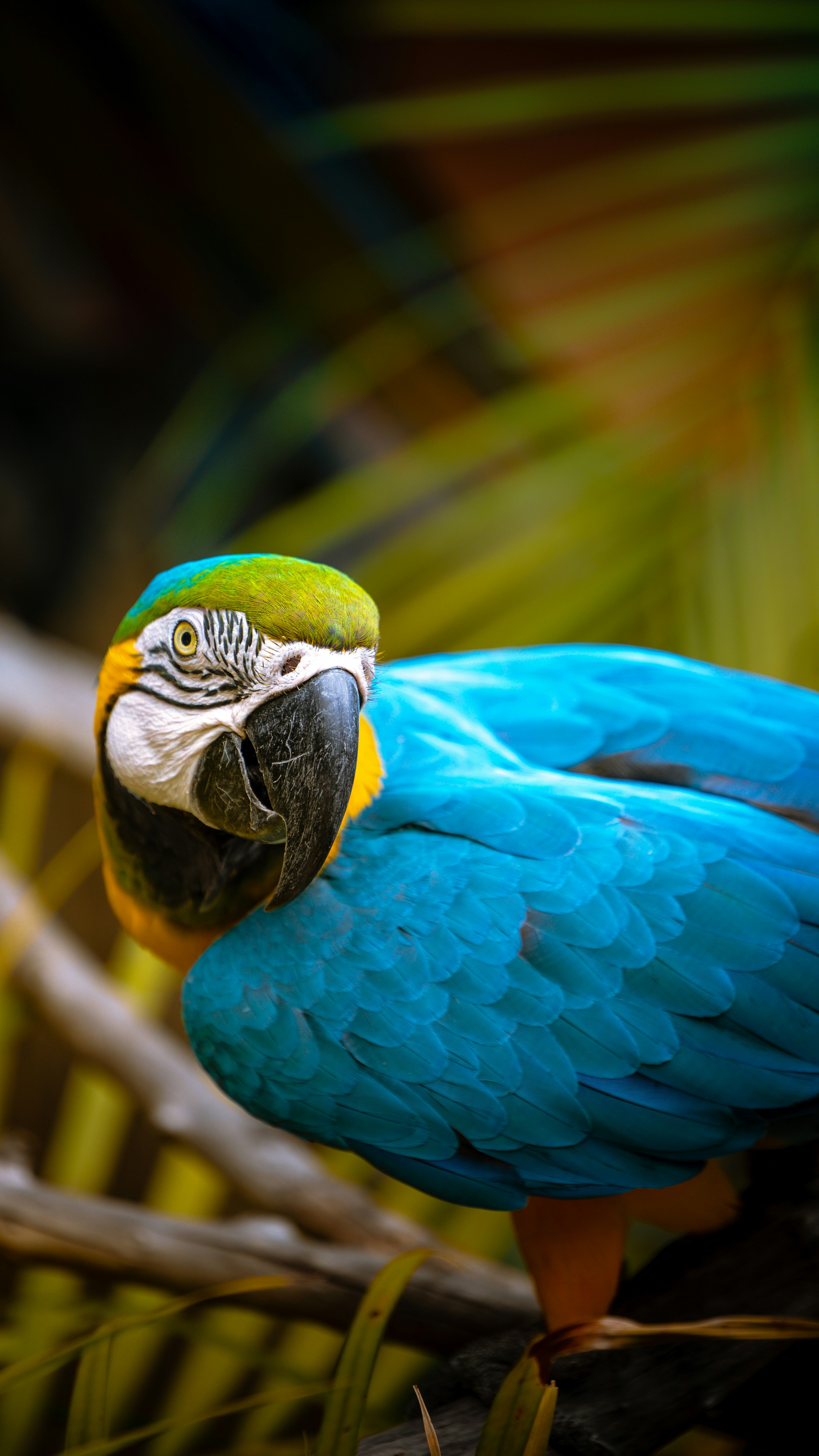 A beautiful blue and gold macaw is perched.