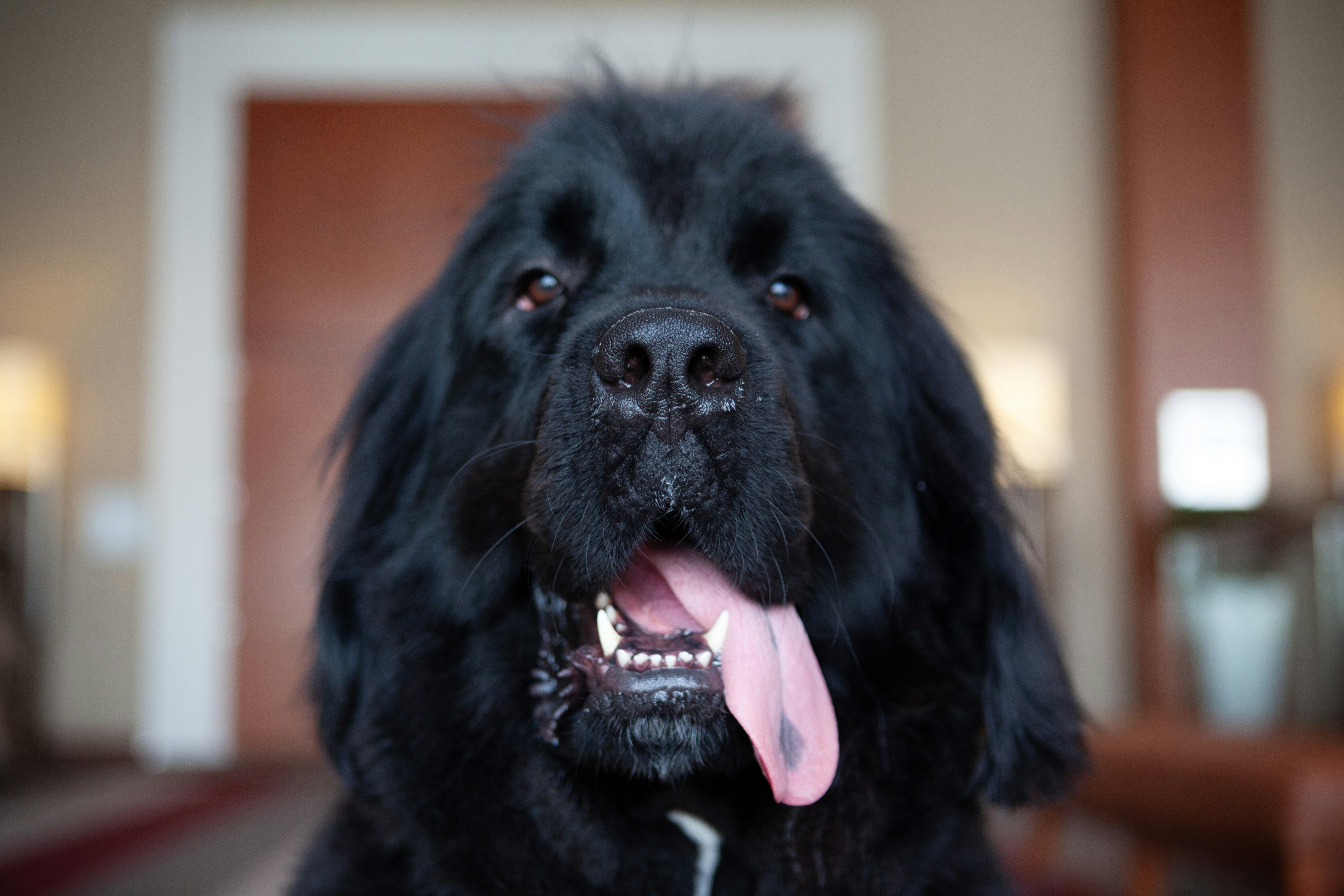 newfoundland dog sticking it's tongue out and looking into camera