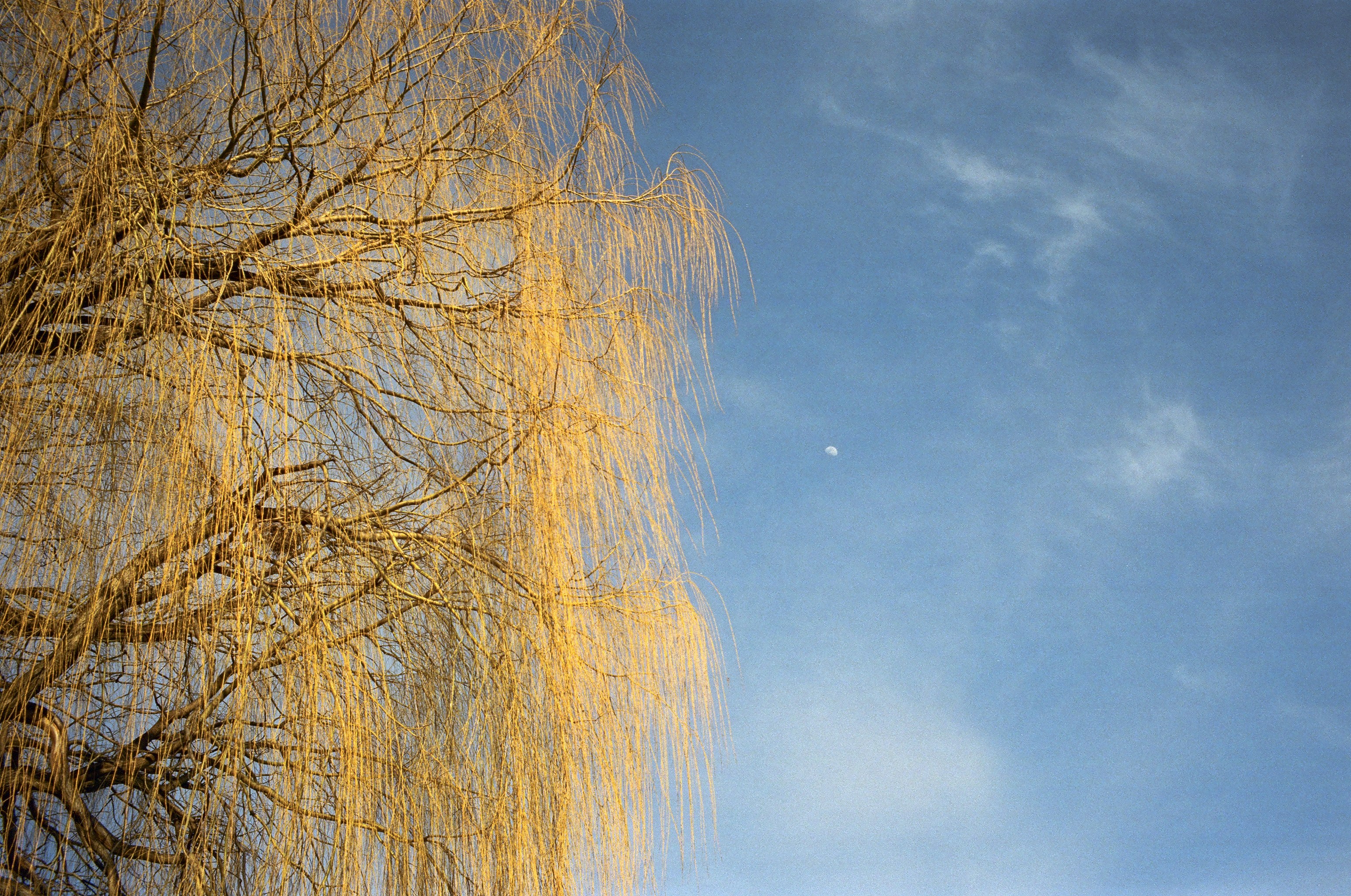 Golden willow tree against a blue sky.