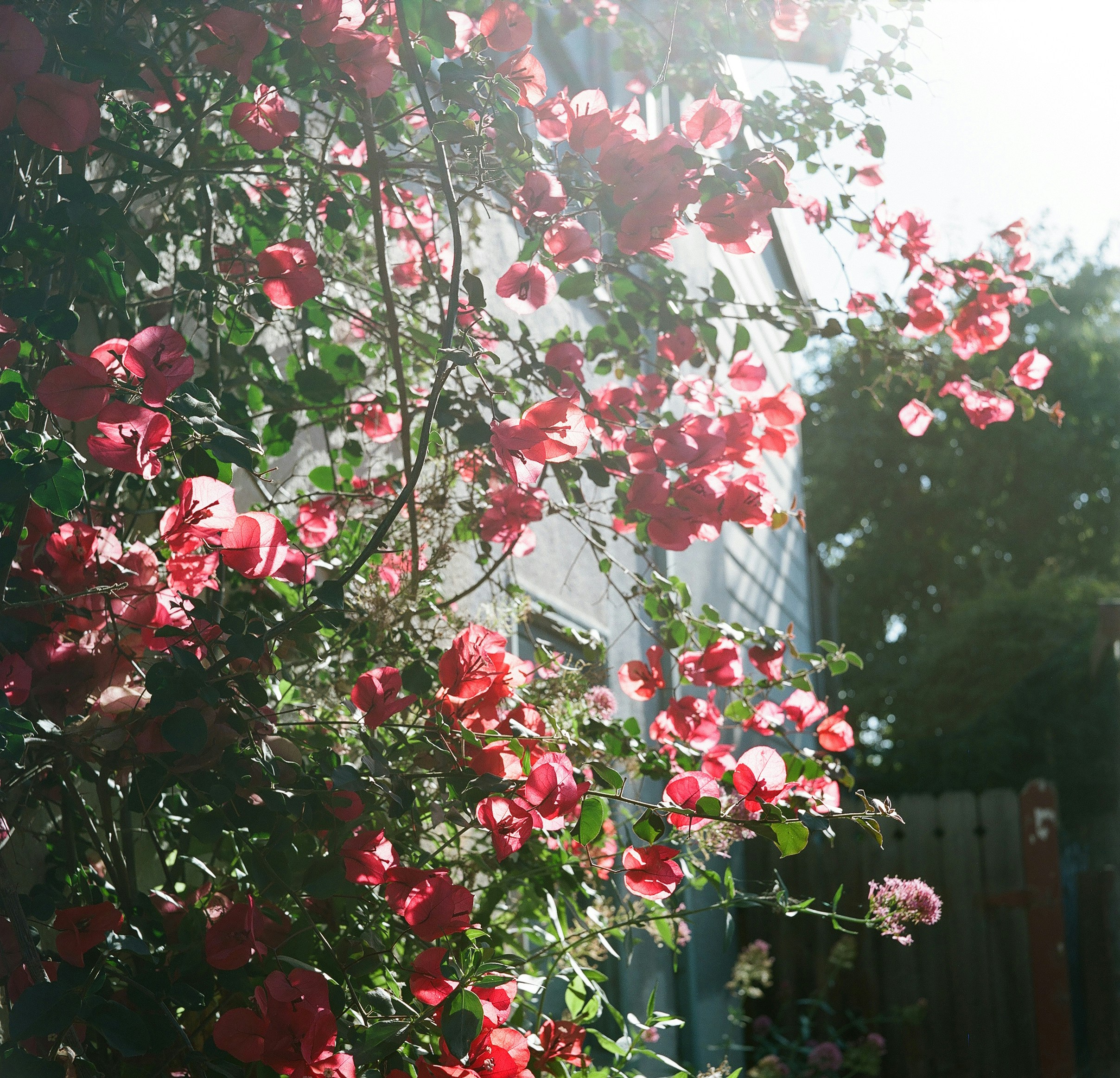 Red roses bloom on a house exterior. photo – Free Flowers Image on Unsplash