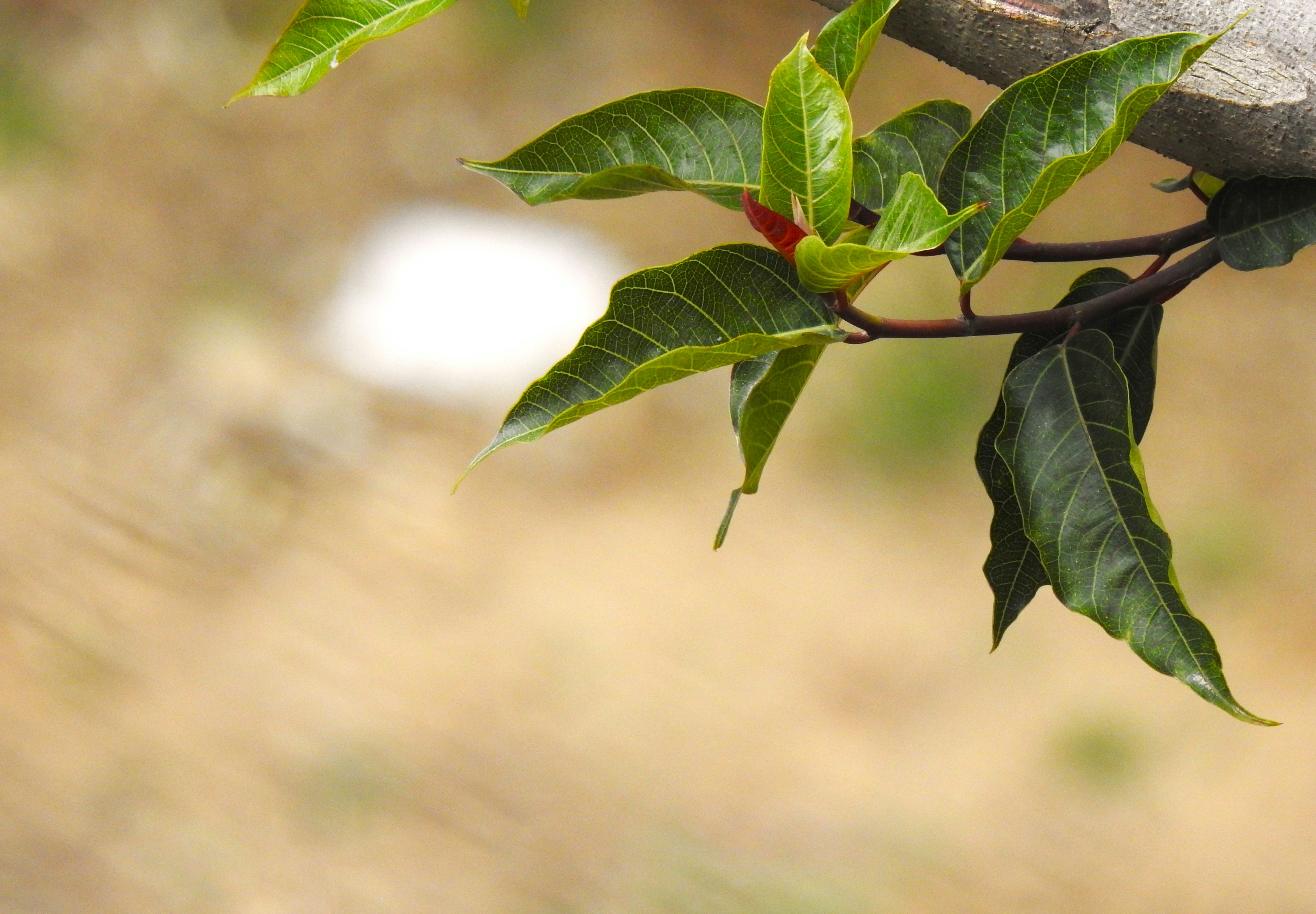 Photo by aditipanatu95