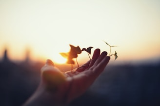 Hand holds delicate plants against the setting sun.