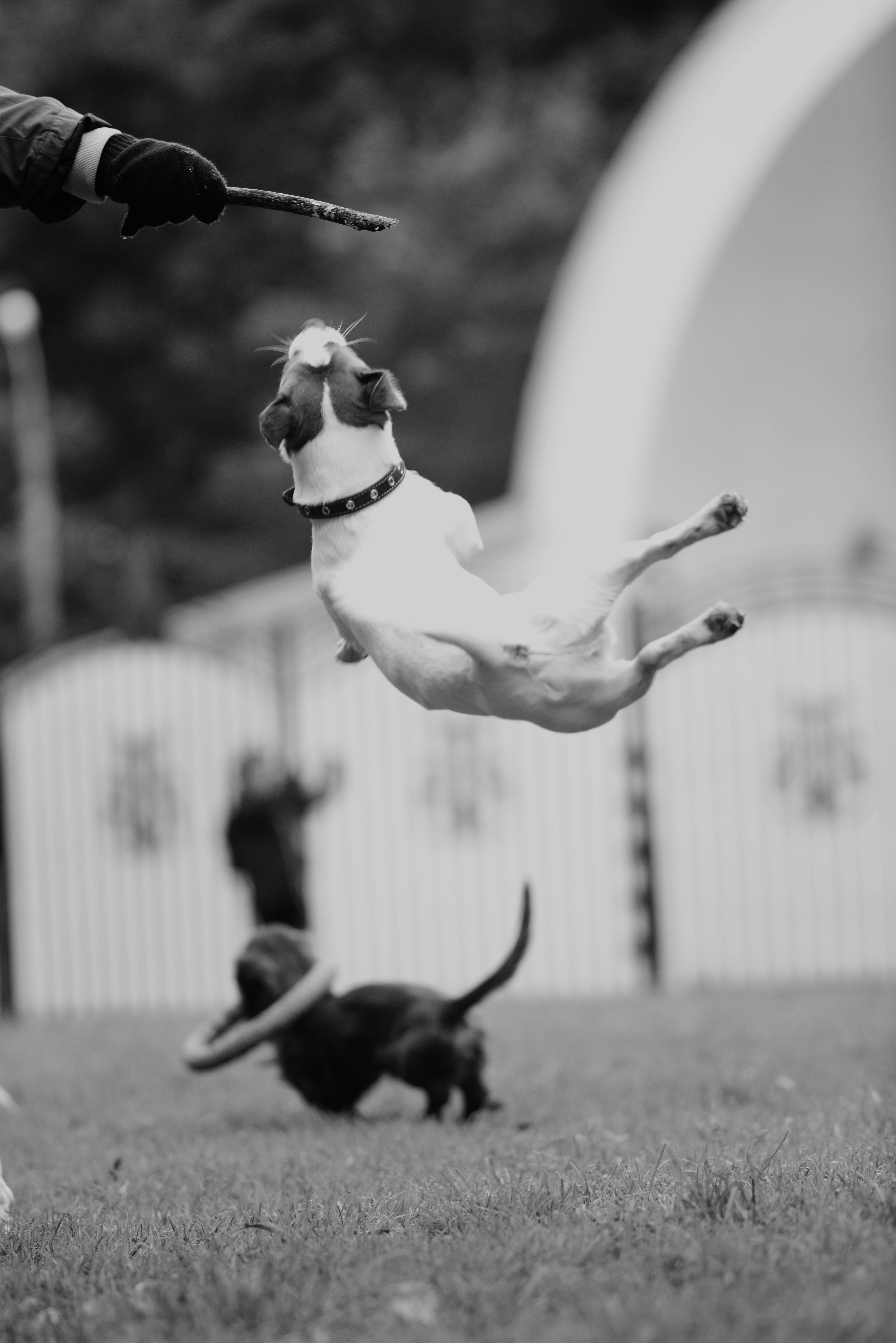 Dog leaping for a stick mid-air, excited.