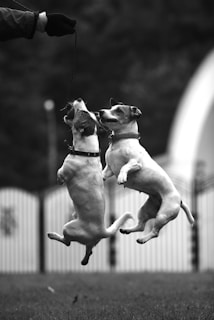 Two dogs jump up to catch a treat.