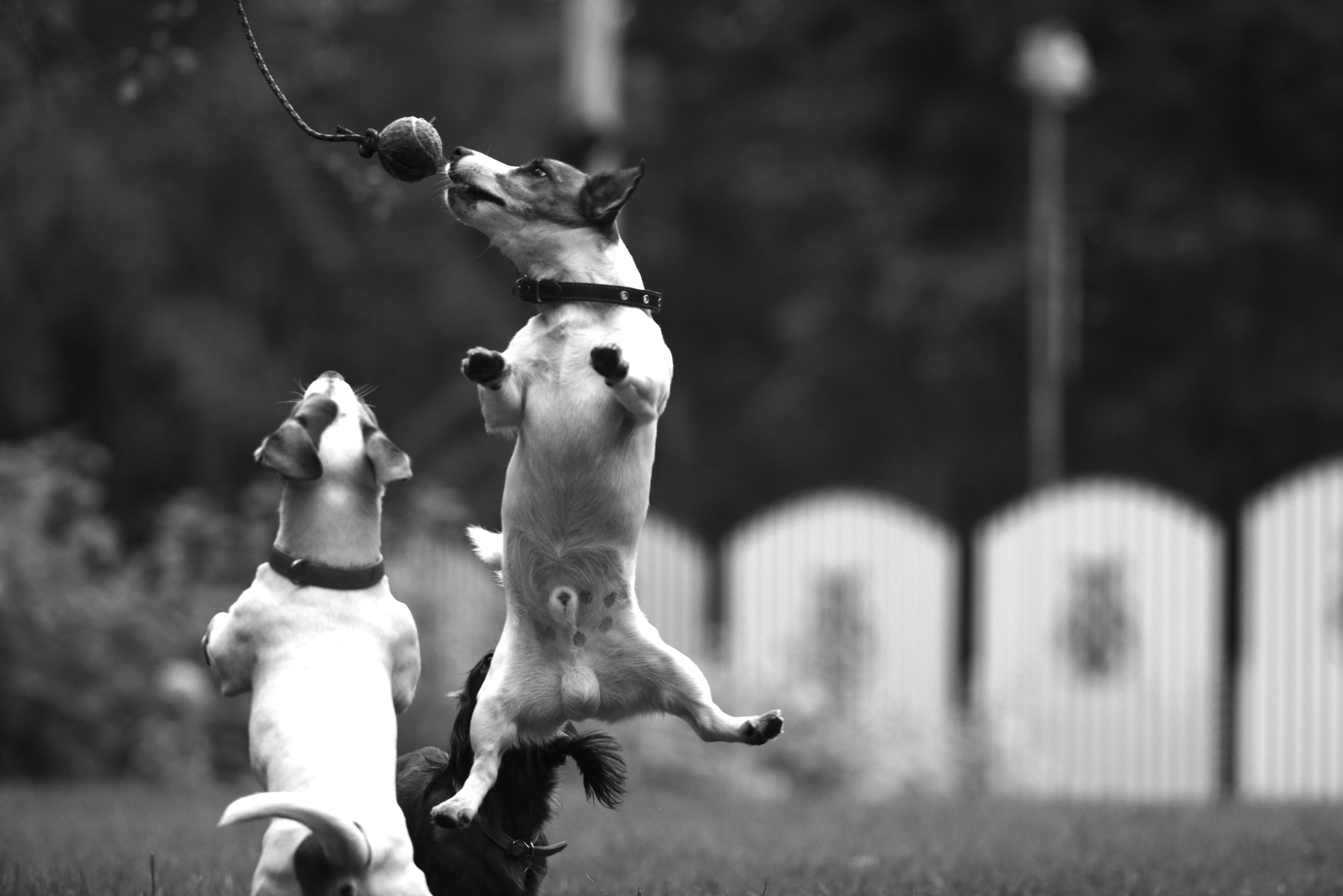 Dogs excitedly jump to catch a ball.