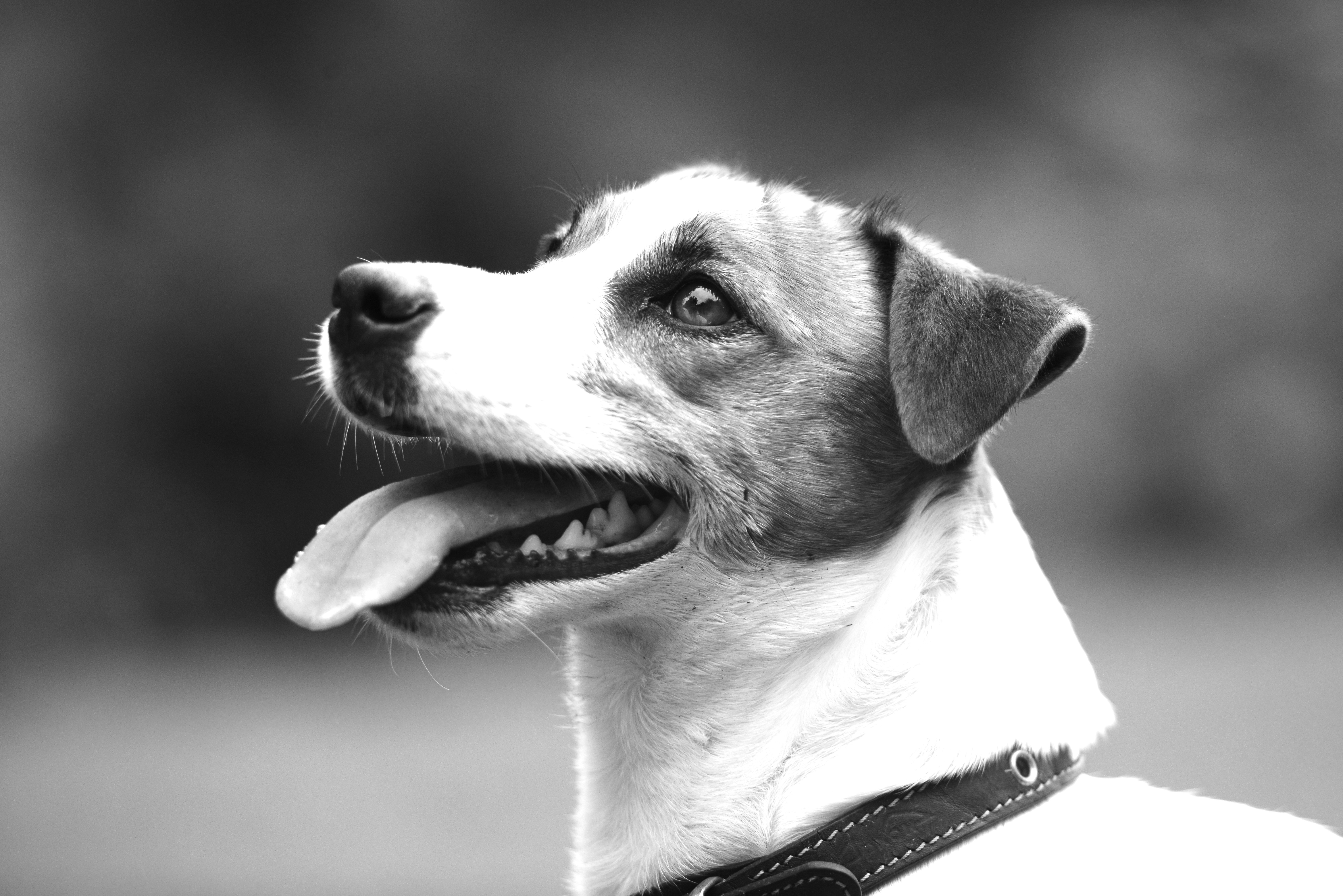 Photo by francescofrizzante