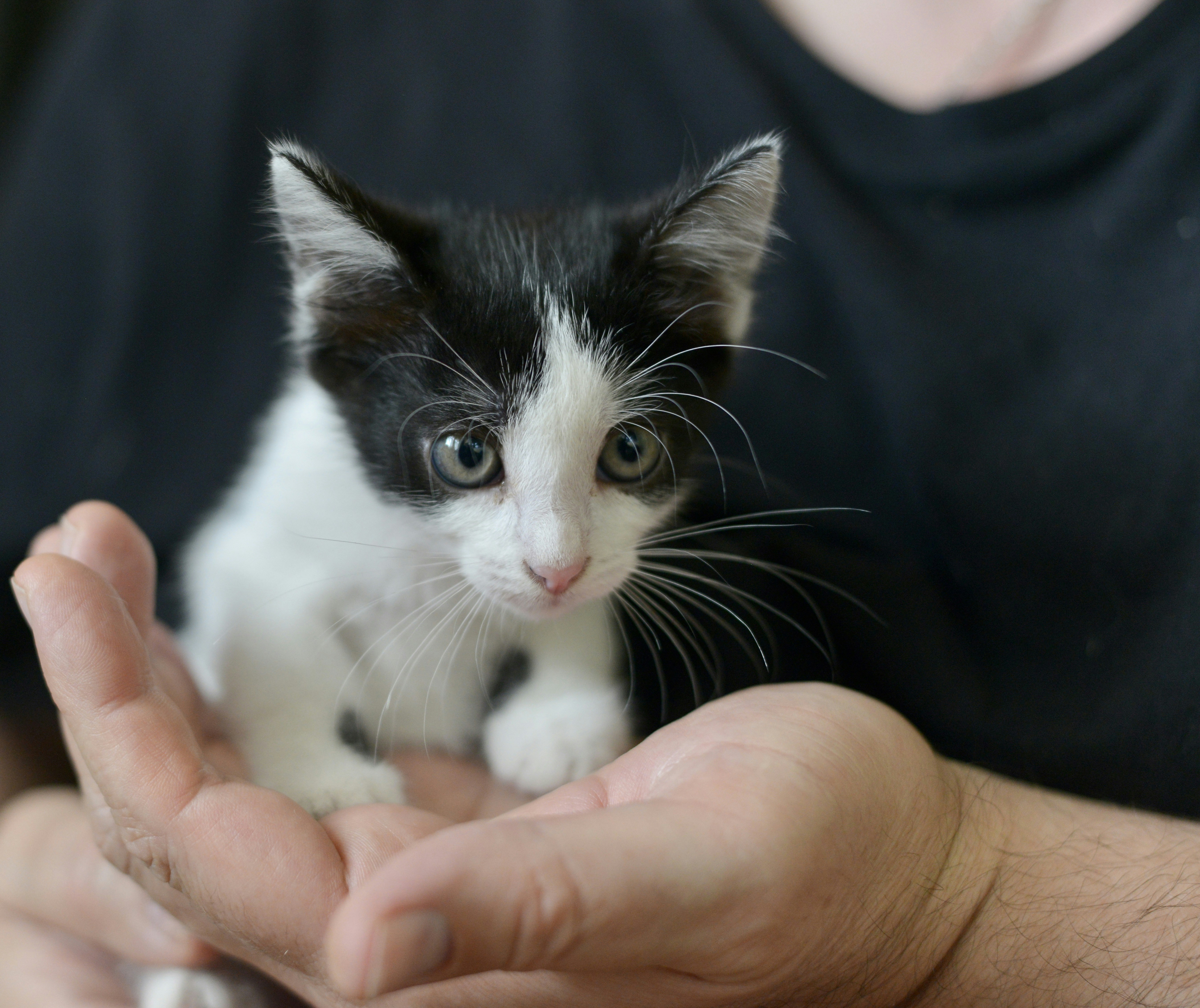 A cute black and white kitten in hands.